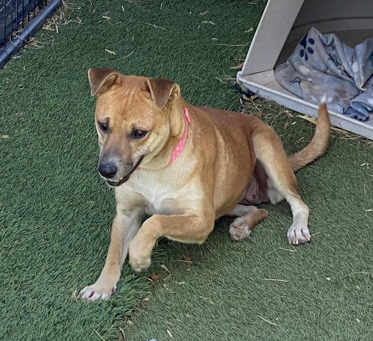 Shelly, a Adoptable Mixed Breed in El Paso, TX image 4/6