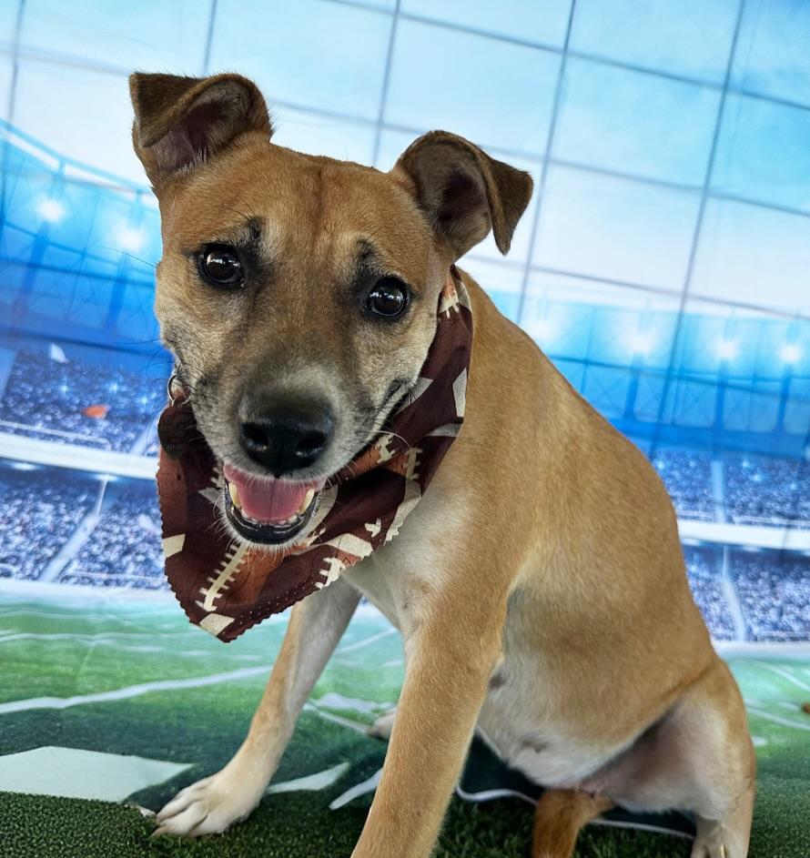 Shelly, Adoptable, Adult Female Mixed Breed.