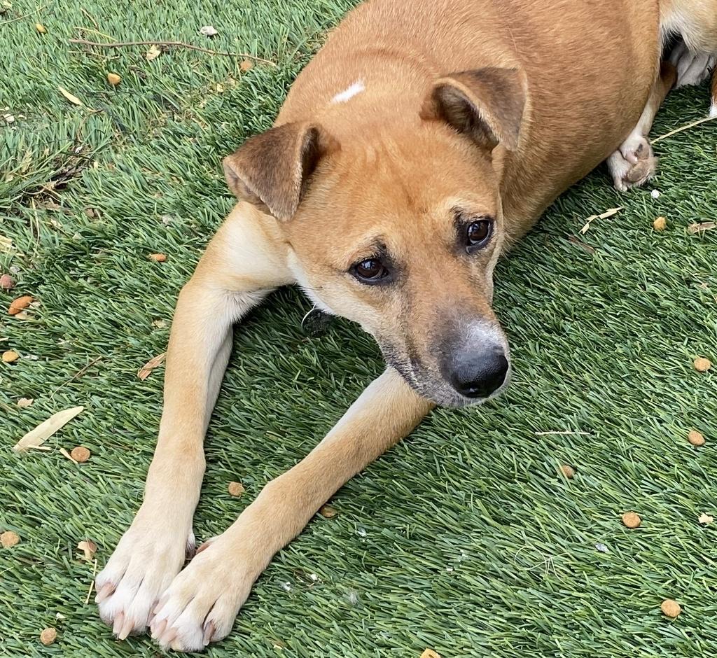 Shelly, a Adoptable Mixed Breed in El Paso, TX image 3/6