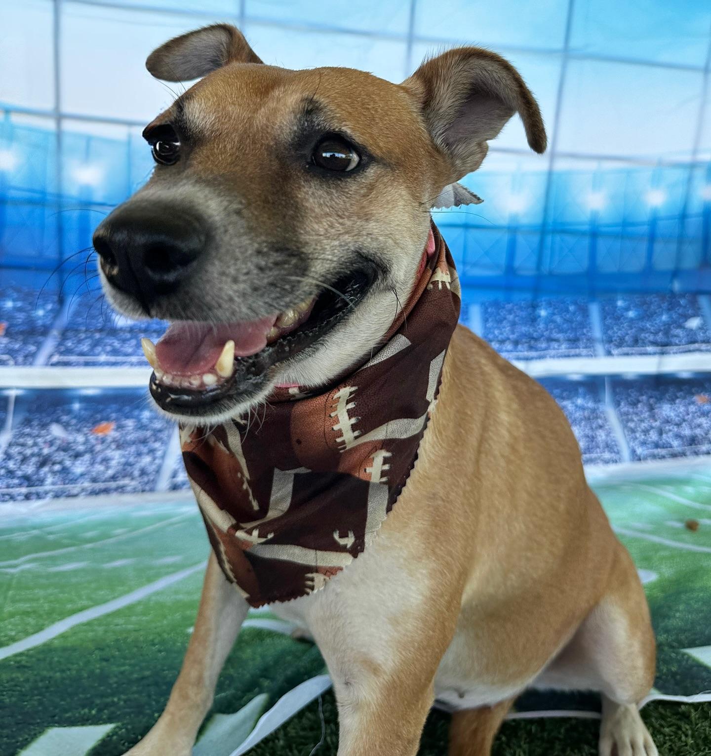 Shelly, a Adoptable Mixed Breed in El Paso, TX image 2/6