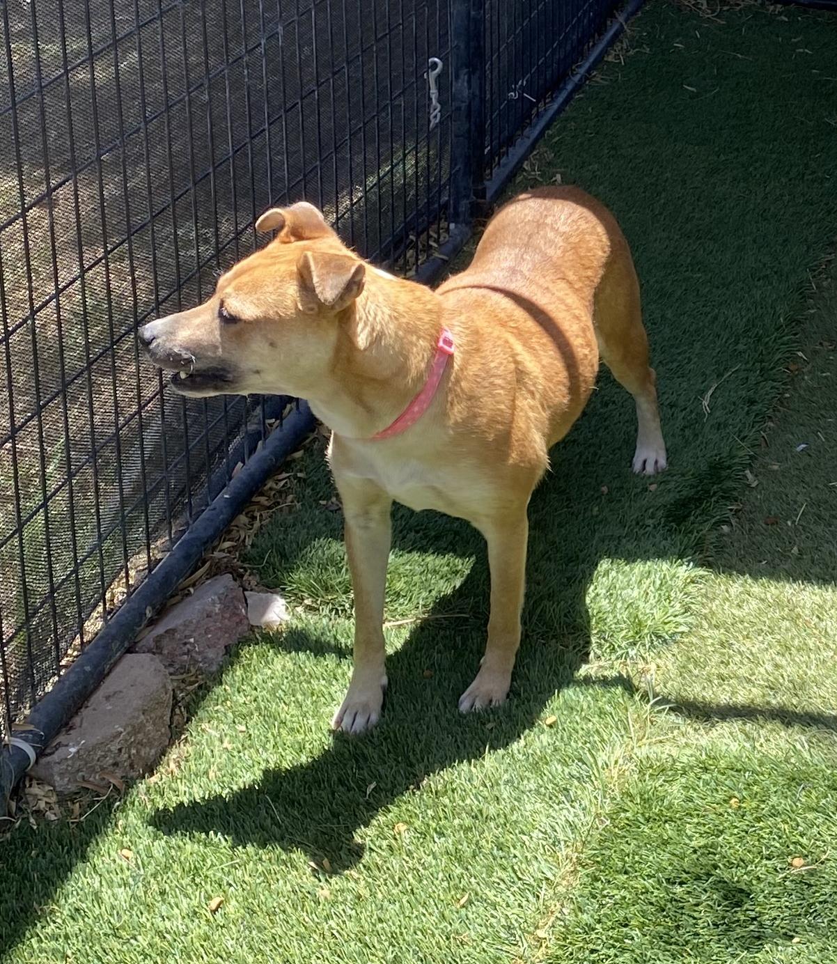 Shelly, a Adoptable Mixed Breed in El Paso, TX image 5/6