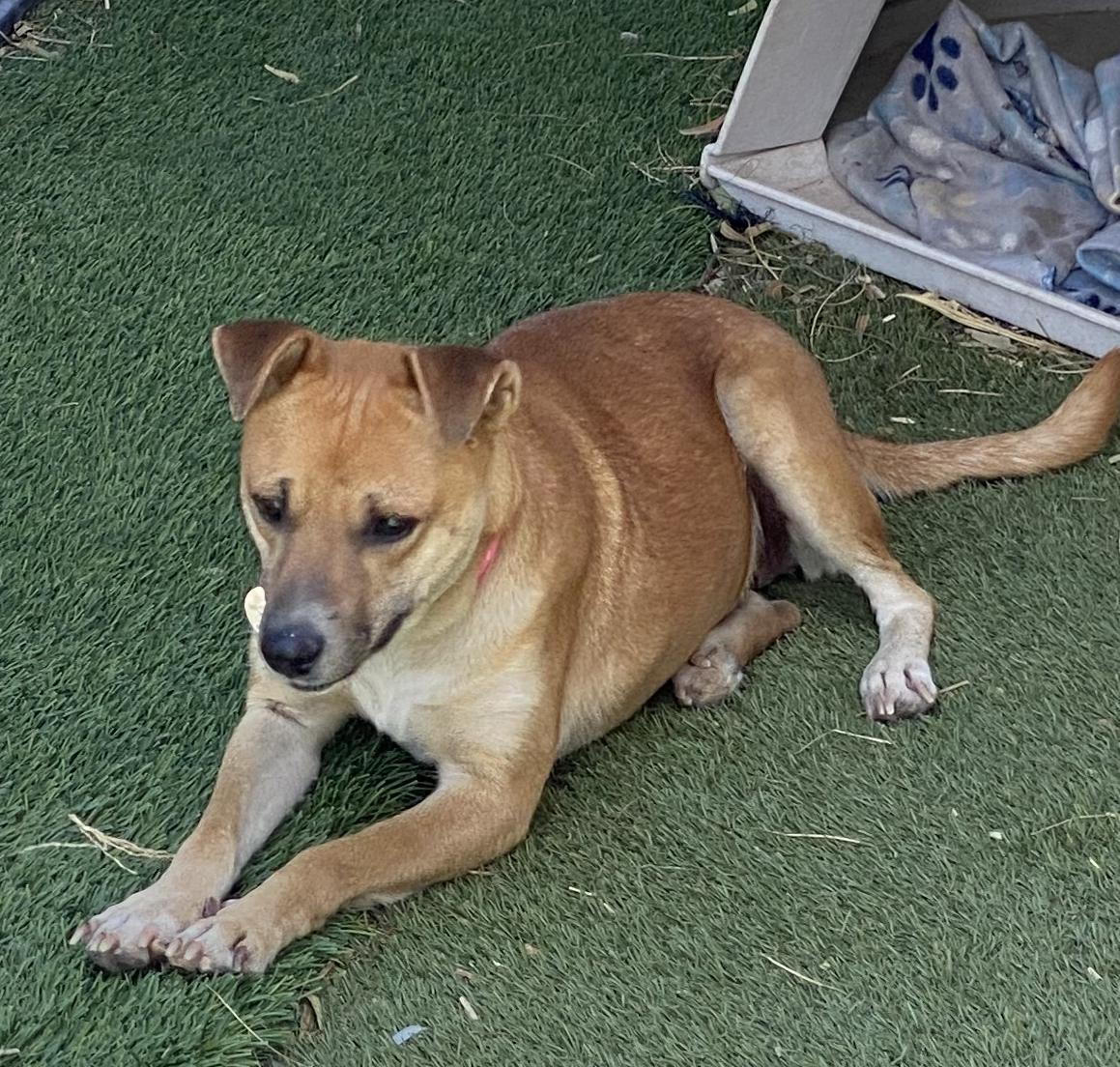 Shelly, a Adoptable Mixed Breed in El Paso, TX image 6/6