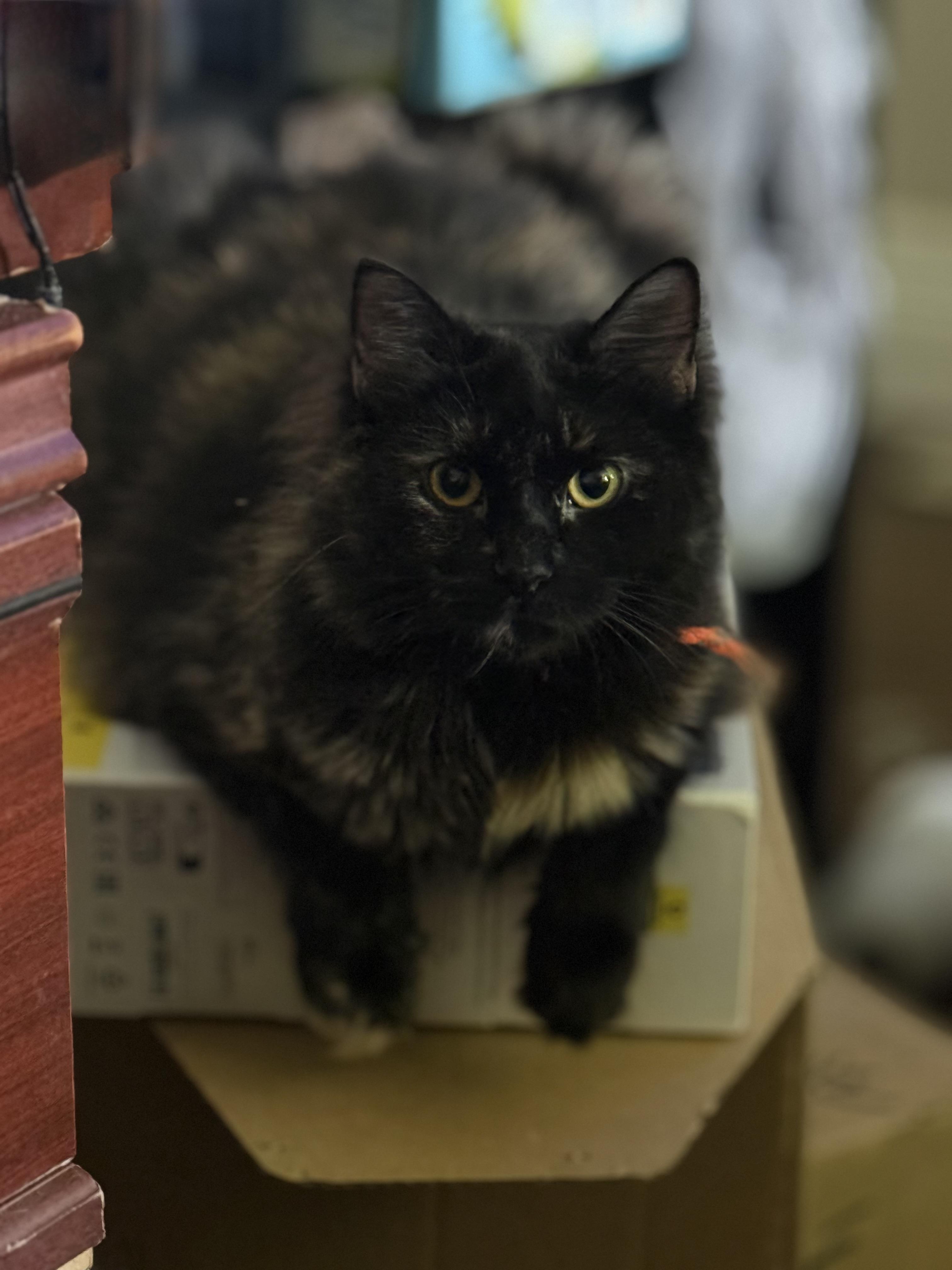 Tootsie, Adoptable, Young Female Domestic Medium Hair.