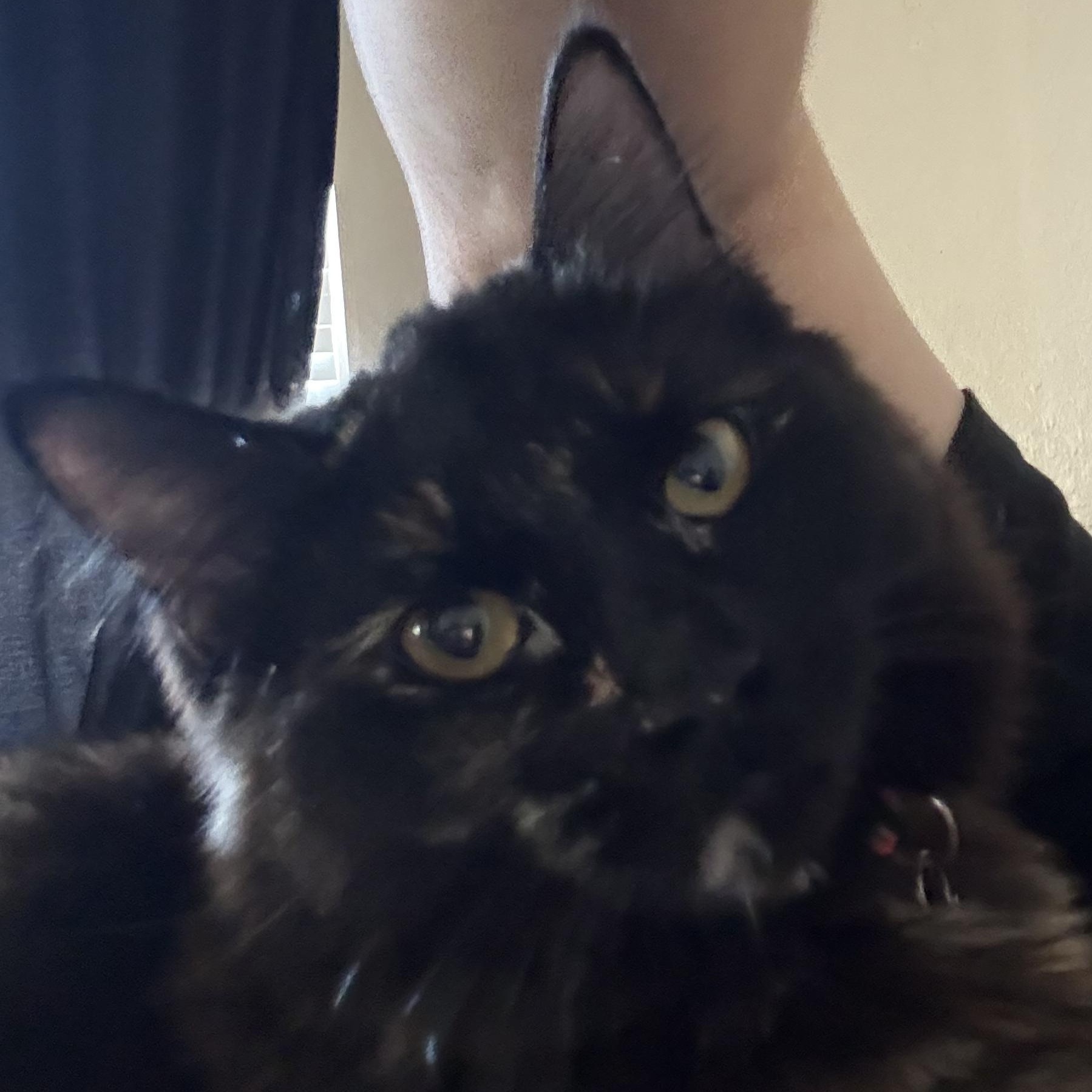 Tootsie, a Adoptable Domestic Medium Hair in Anna, TX image 2/3