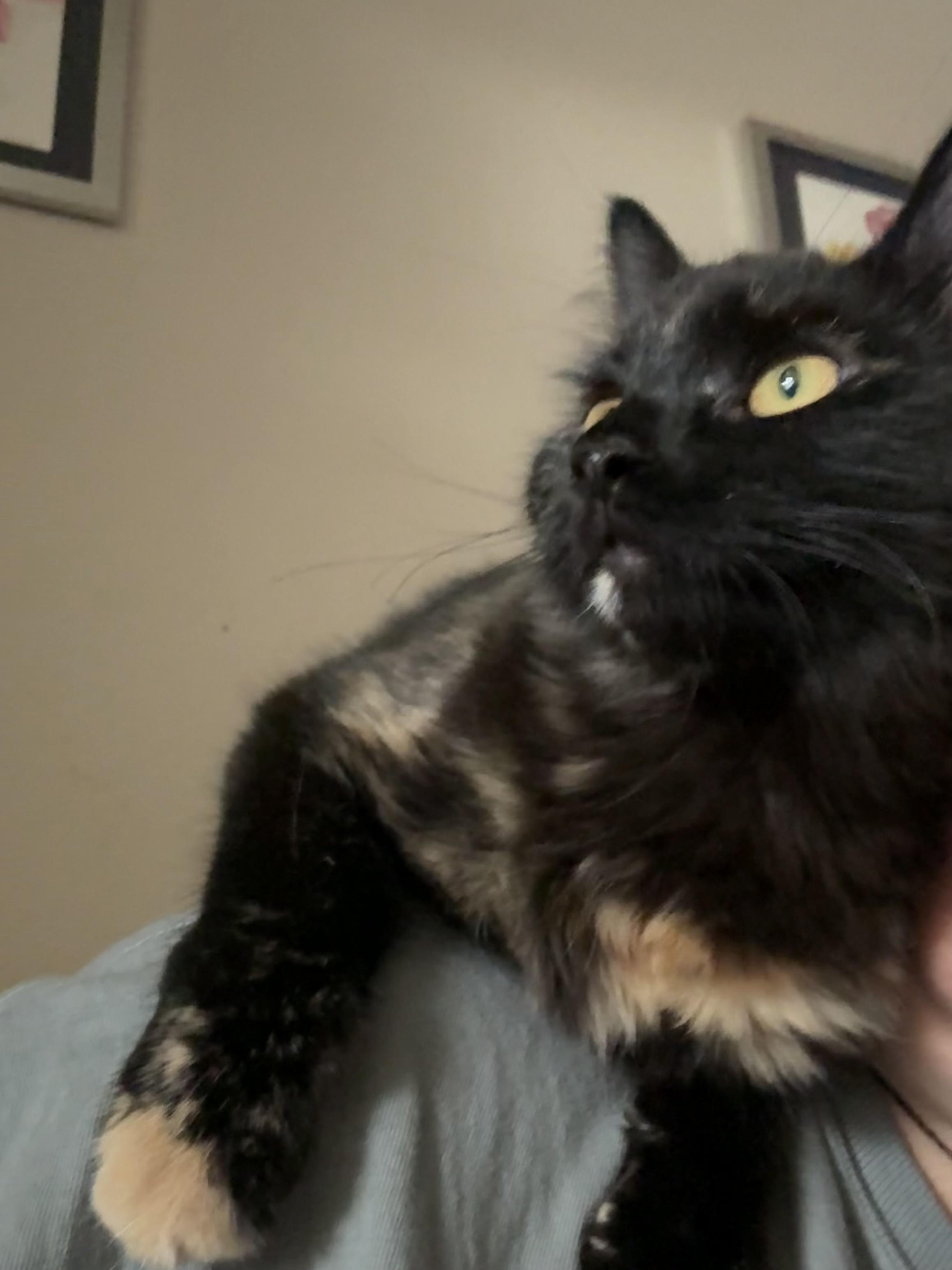 Tootsie, a Adoptable Domestic Medium Hair in Anna, TX image 3/3