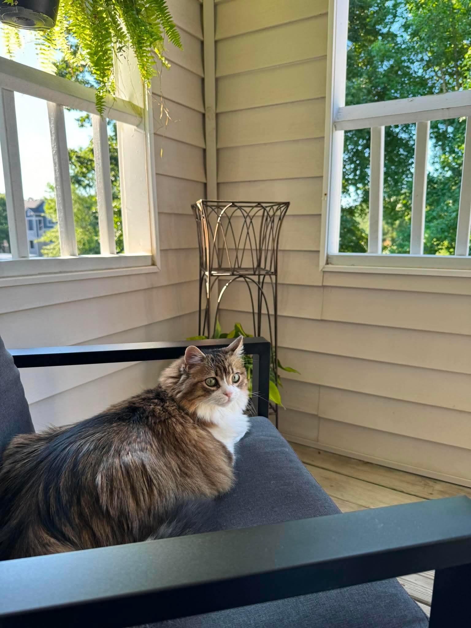 Enlarge Luna, a Adoptable Domestic Medium Hair in GREENVILLE, NC image 4/4