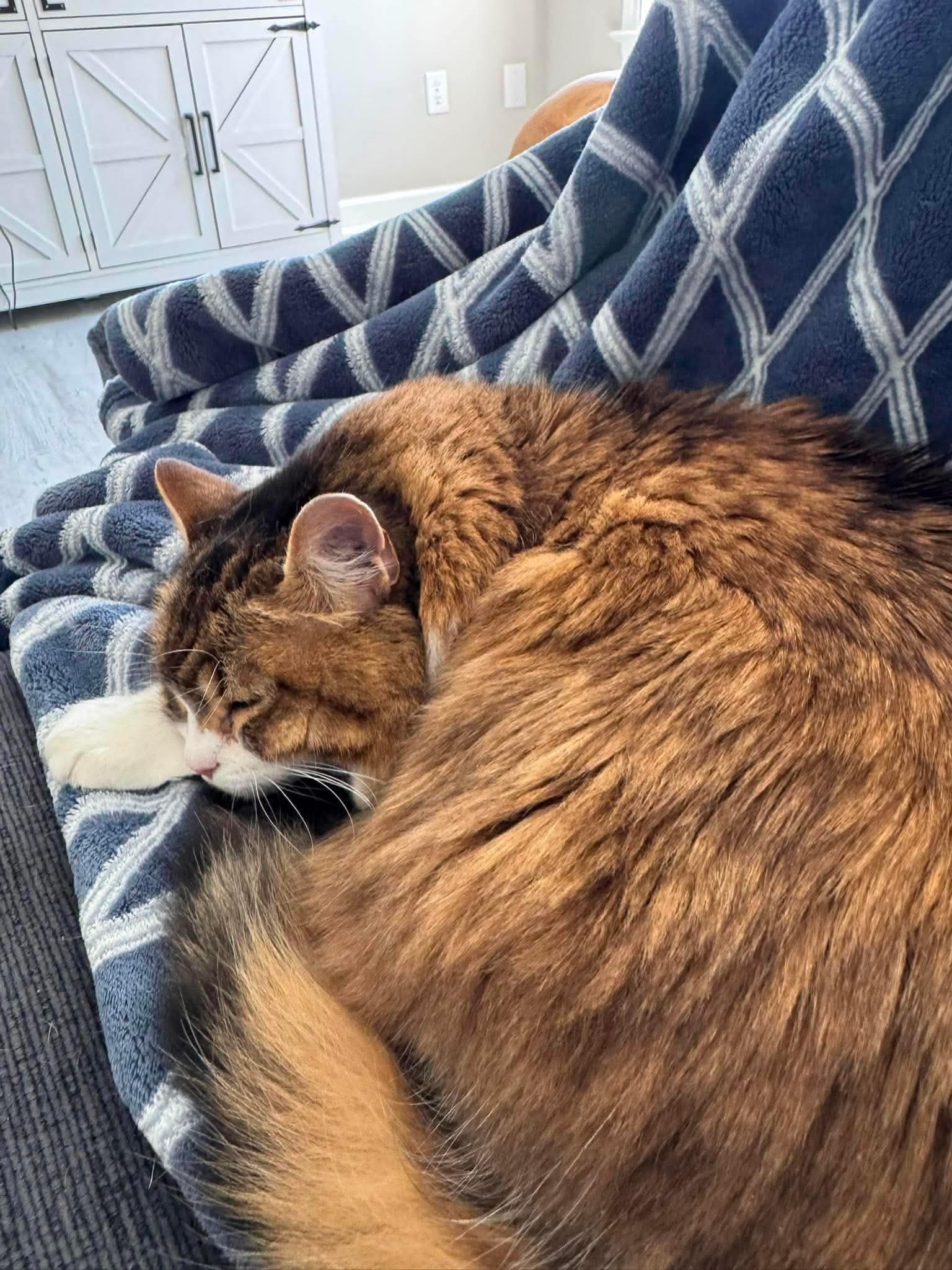 Enlarge Luna, a Adoptable Domestic Medium Hair in GREENVILLE, NC image 3/4