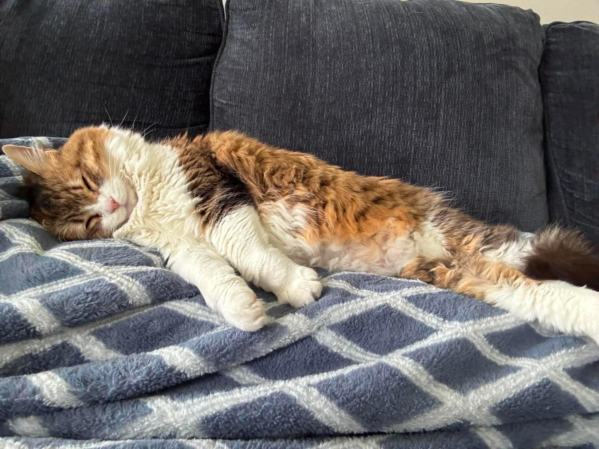 Enlarge Luna, a Adoptable Domestic Medium Hair in GREENVILLE, NC image 2/4