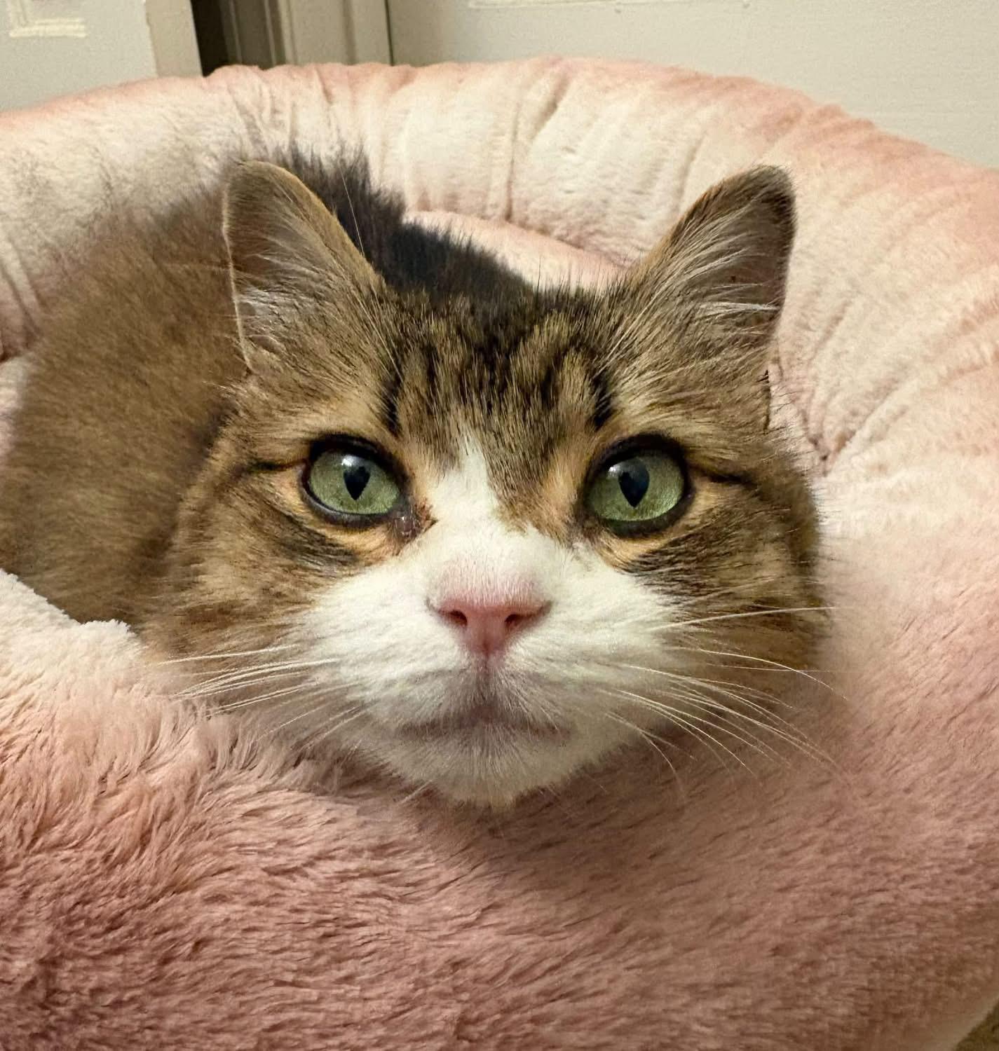 Luna, Adoptable, Adult Female Domestic Medium Hair.