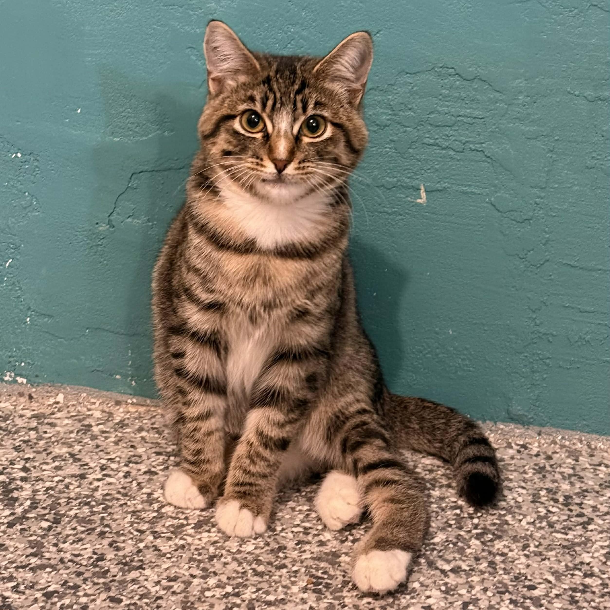 Stellar, adopted, Kitten Male Tabby & Domestic Short Hair.