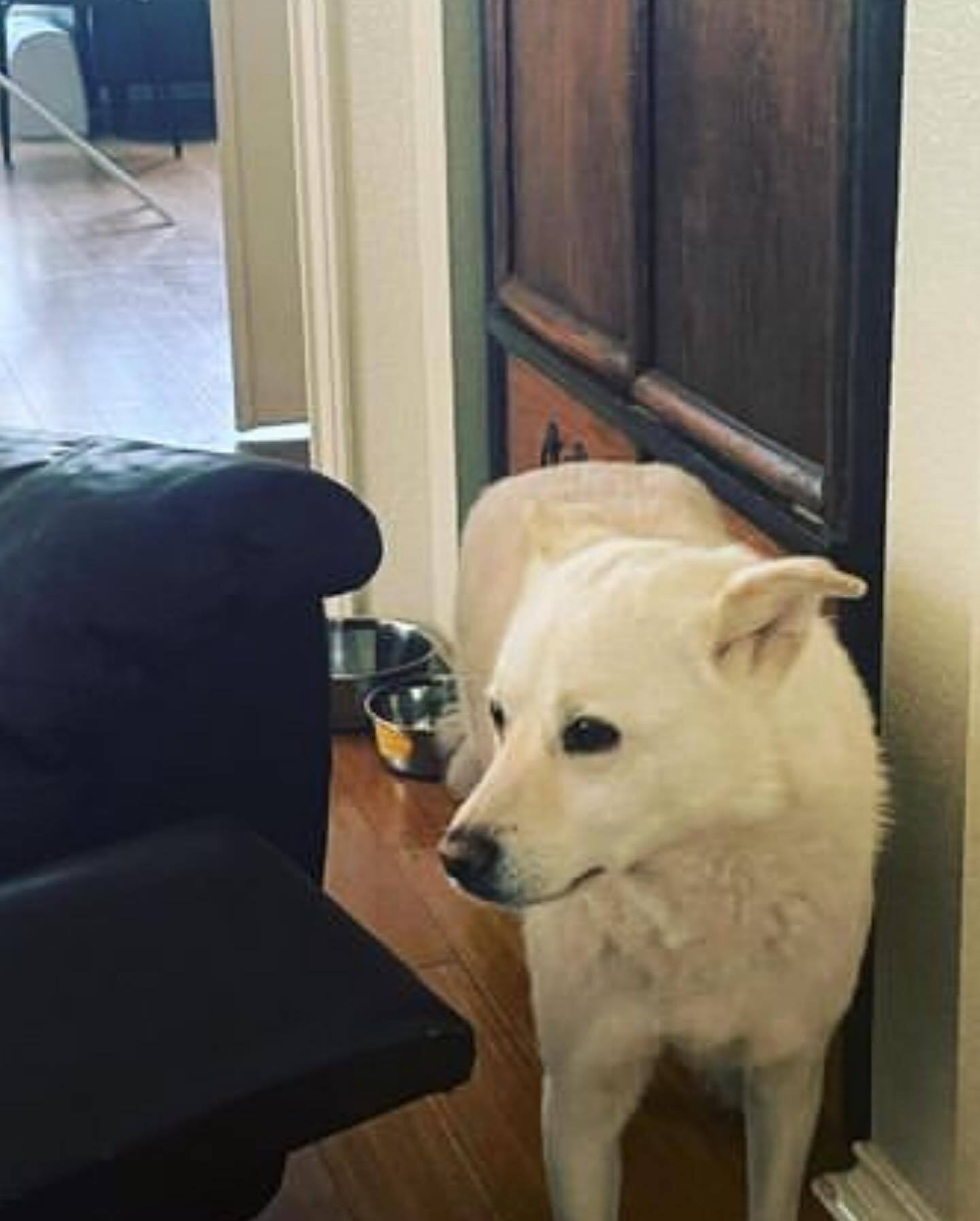 Bomi and Ruee, a Adoptable Jindo in The Woodlands, TX image 1/6