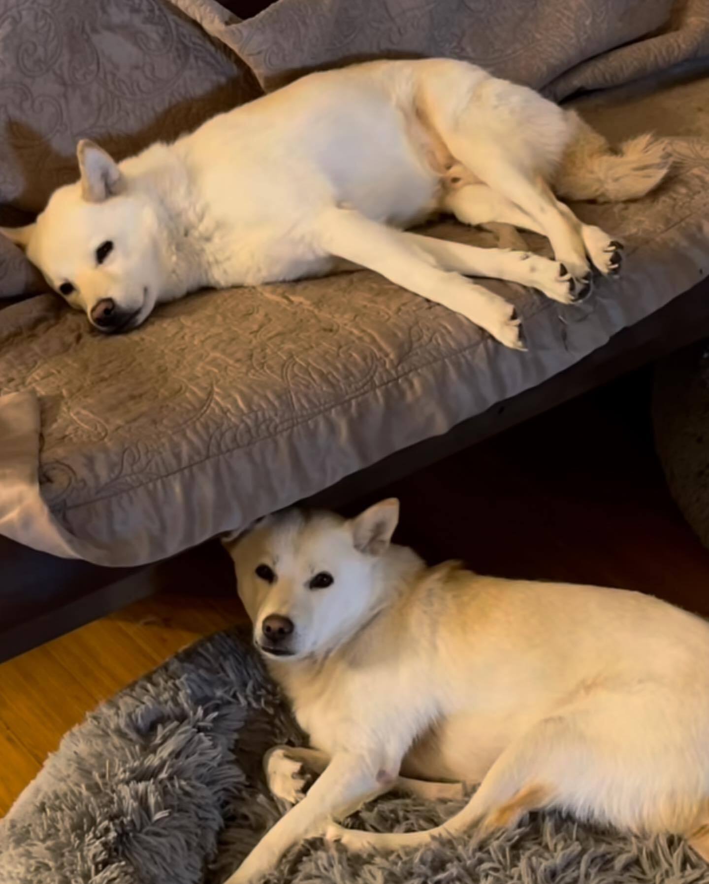 Bomi and Ruee, a Adoptable Jindo in The Woodlands, TX image 2/6