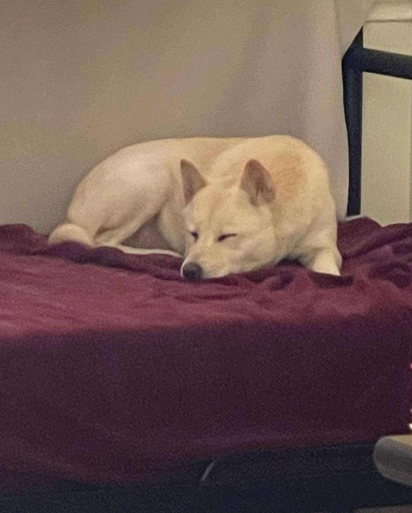 Bomi and Ruee, a Adoptable Jindo in The Woodlands, TX image 3/6