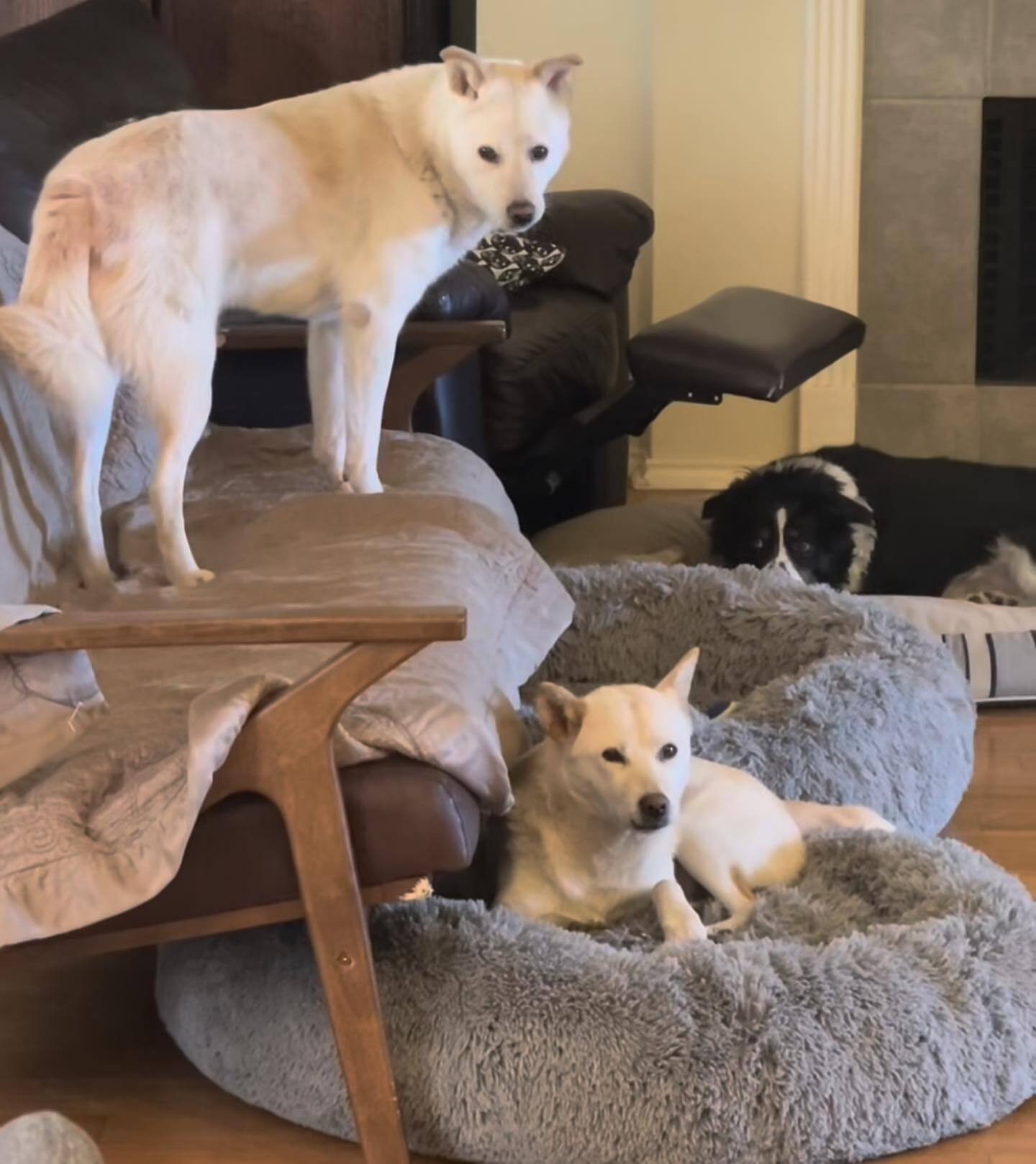 Bomi and Ruee, a Adoptable Jindo in The Woodlands, TX image 4/6