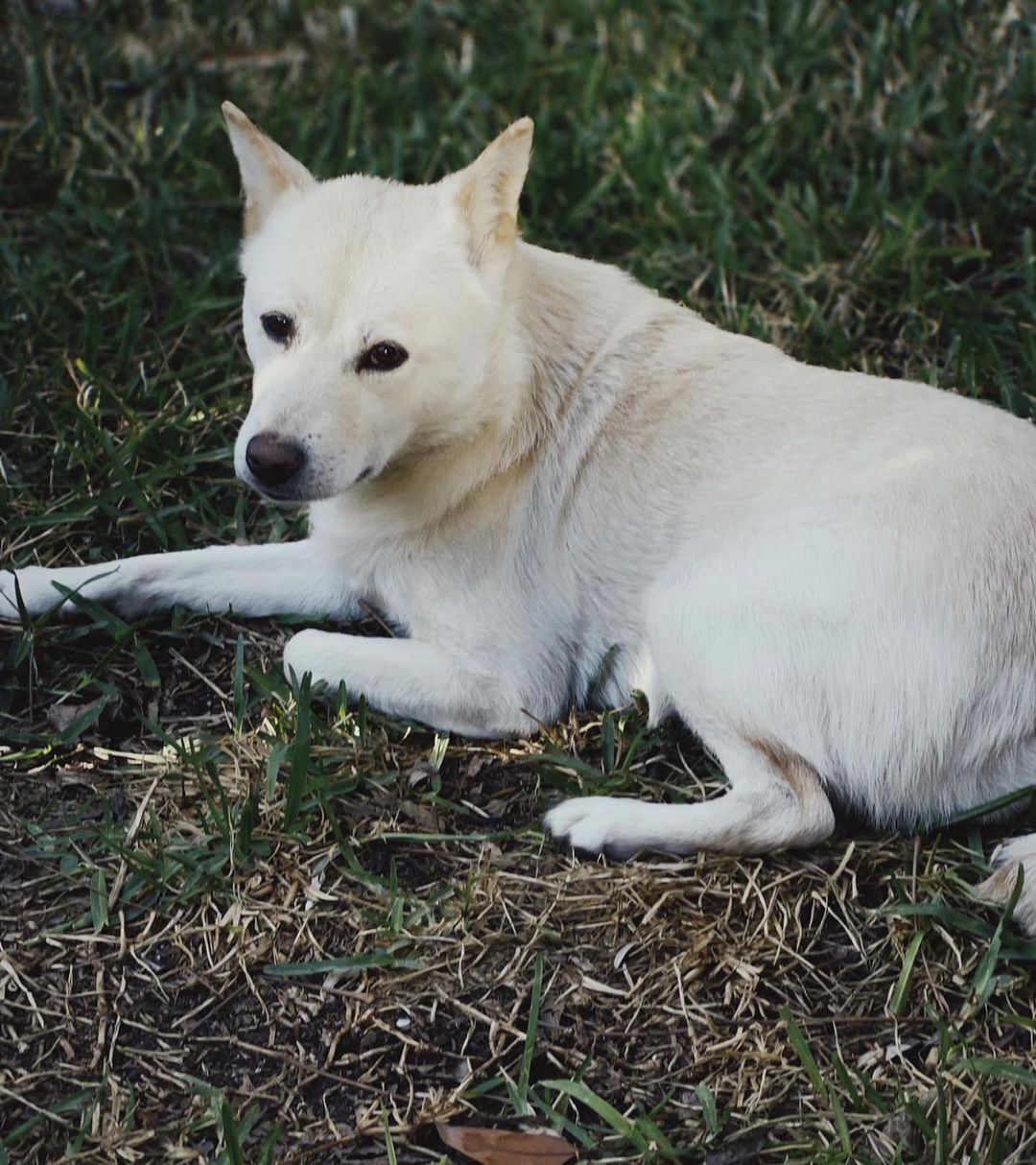 Bomi and Ruee, a Adoptable Jindo in The Woodlands, TX image 5/6
