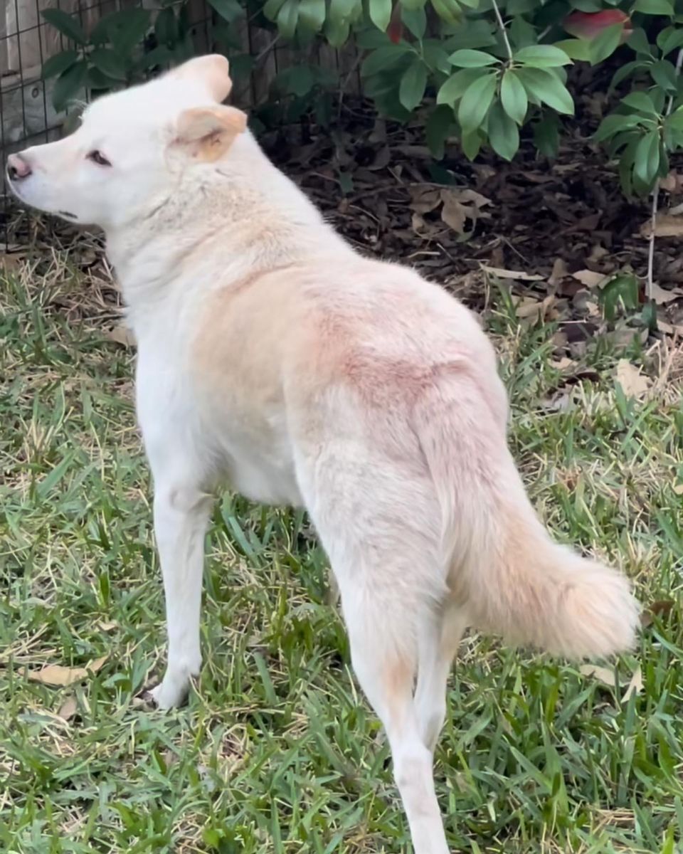 Bomi and Ruee, a Adoptable Jindo in The Woodlands, TX image 6/6