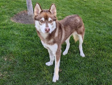 BUDDY, Adoptable, Young Male Siberian Husky.