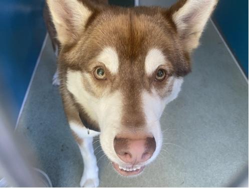 Enlarge BUDDY, an adoption pending mixed breed in San Clemente, CA image 2/2