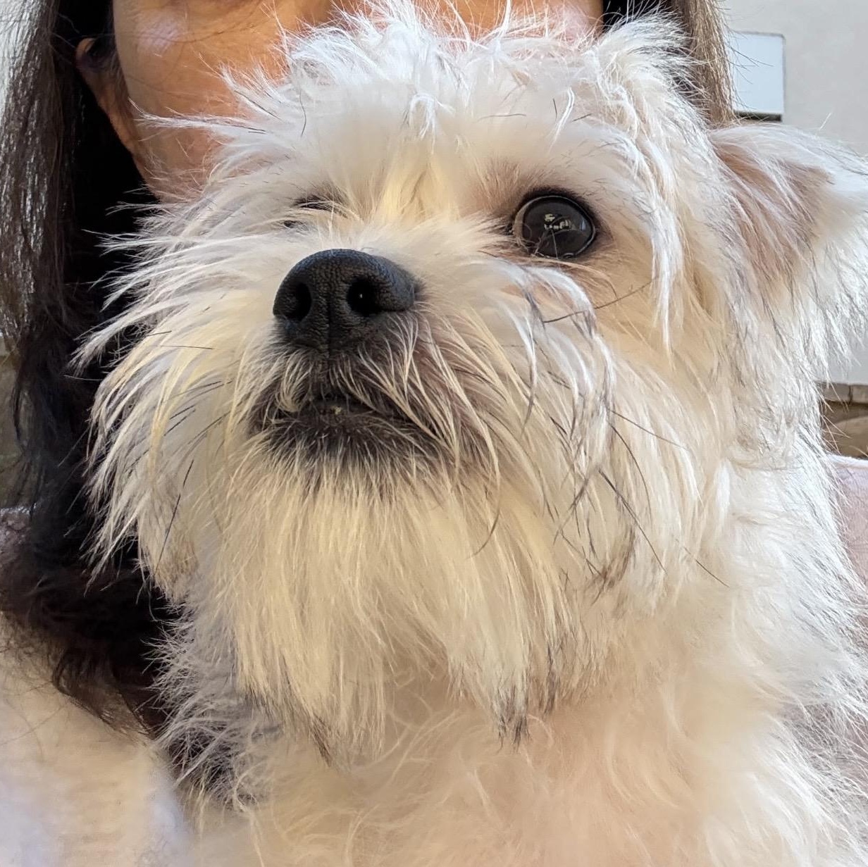 Enlarge Cody - The Darling Boy, a Adopted mixed breed in Anaheim, CA image 1/4