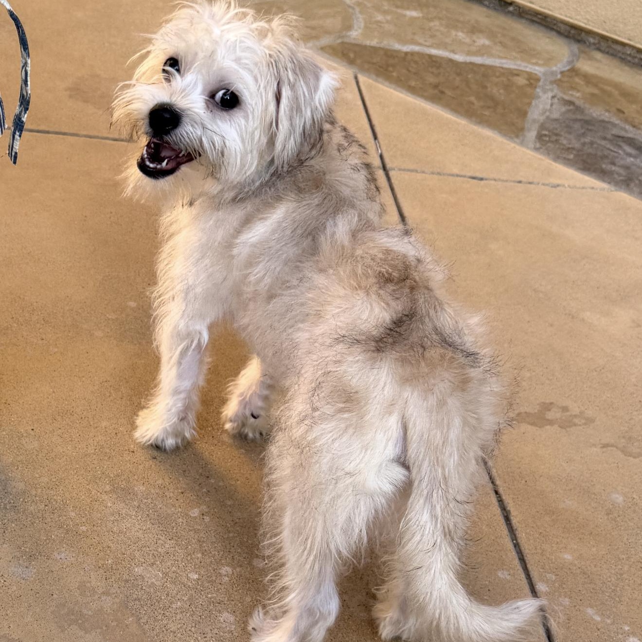Enlarge Cody - The Darling Boy, a Adopted mixed breed in Anaheim, CA image 4/4