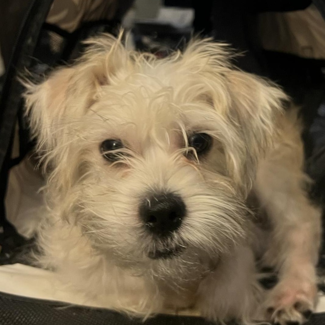 Enlarge Cody - The Darling Boy, a Adopted mixed breed in Anaheim, CA image 2/4