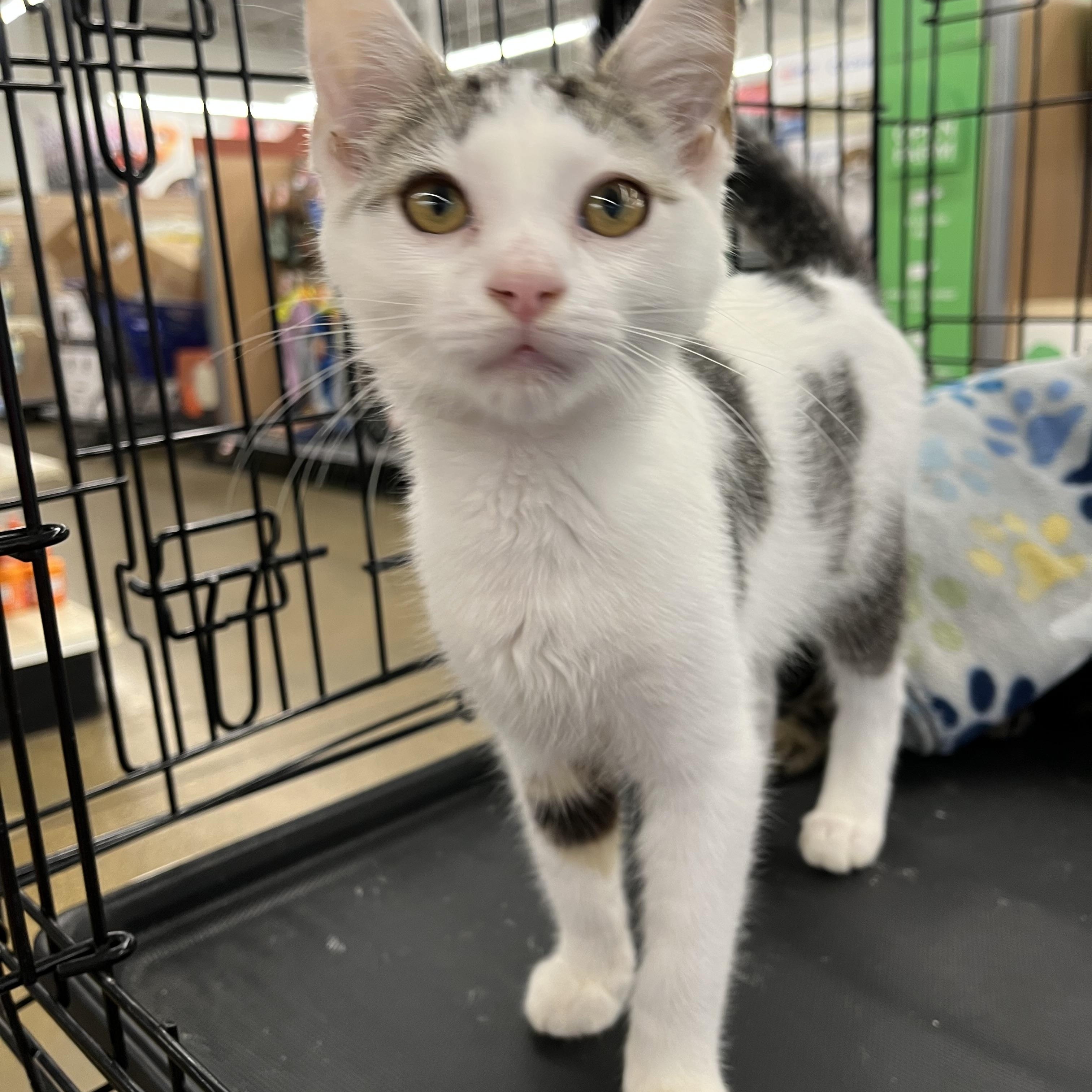 Enlarge Sparky, a ADOPTABLE mixed breed in Massillon, OH image 4/6