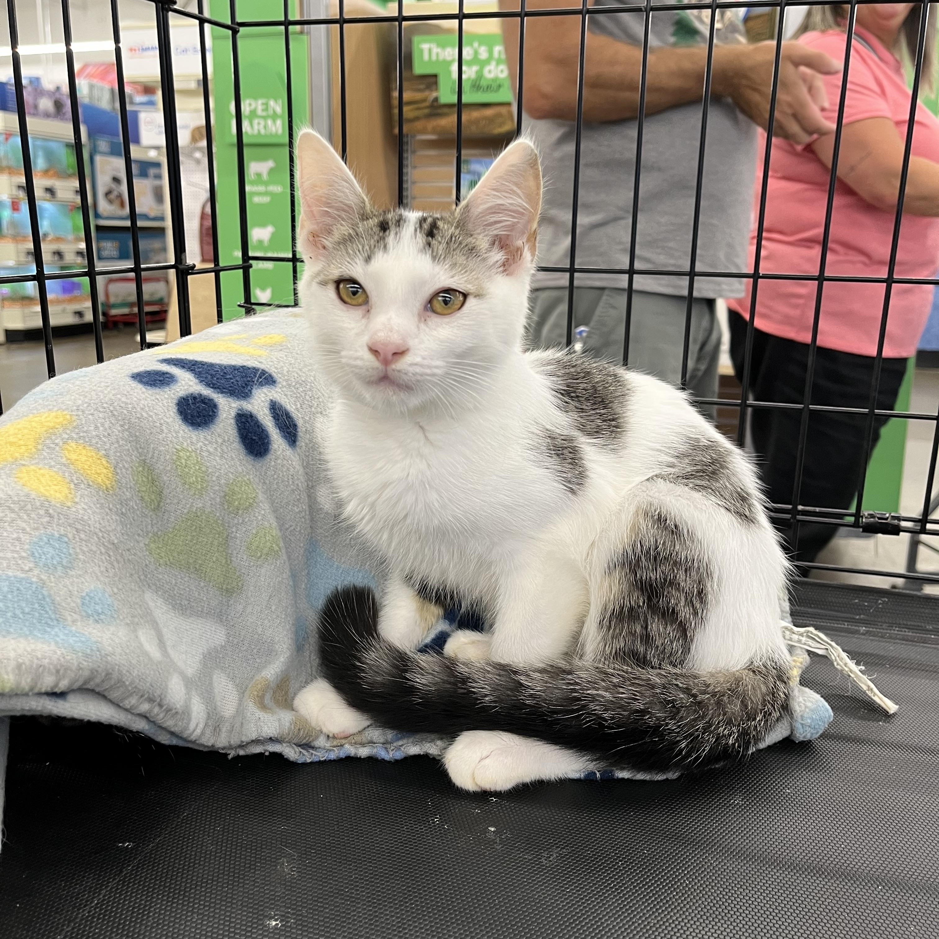 Enlarge Sparky, a ADOPTABLE mixed breed in Massillon, OH image 3/6