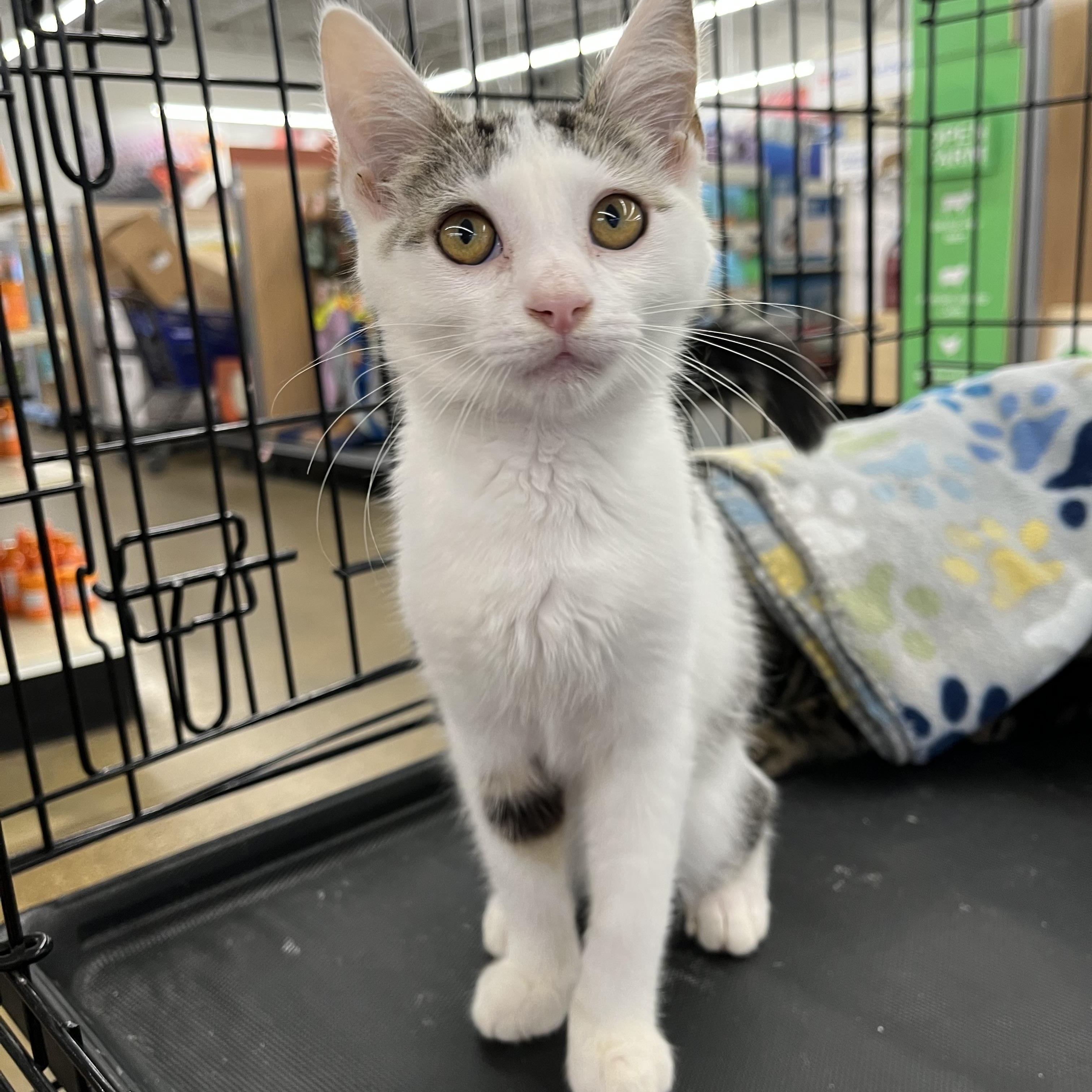 Sparky, ADOPTABLE, Kitten Male Domestic Short Hair.