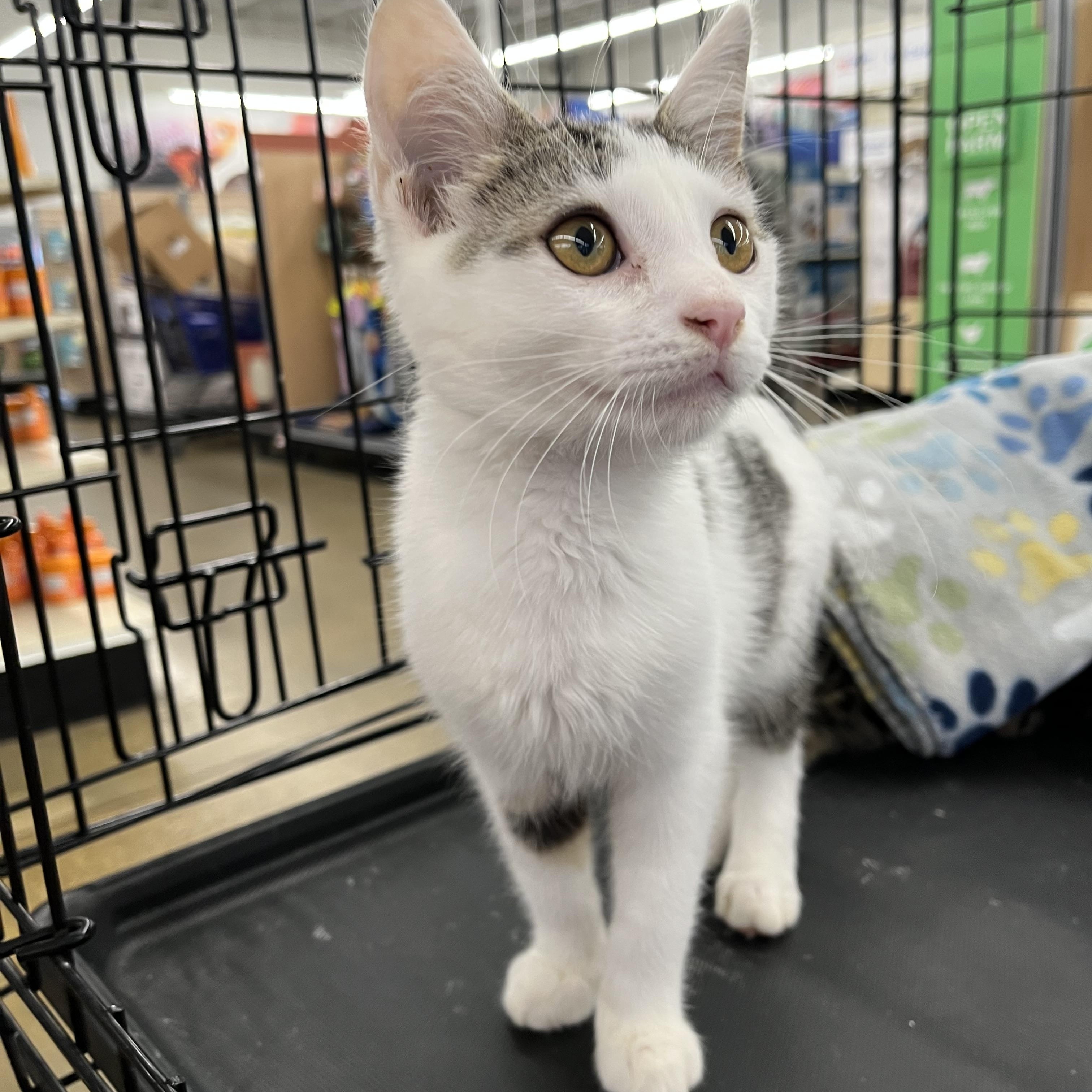 Enlarge Sparky, a ADOPTABLE mixed breed in Massillon, OH image 2/6