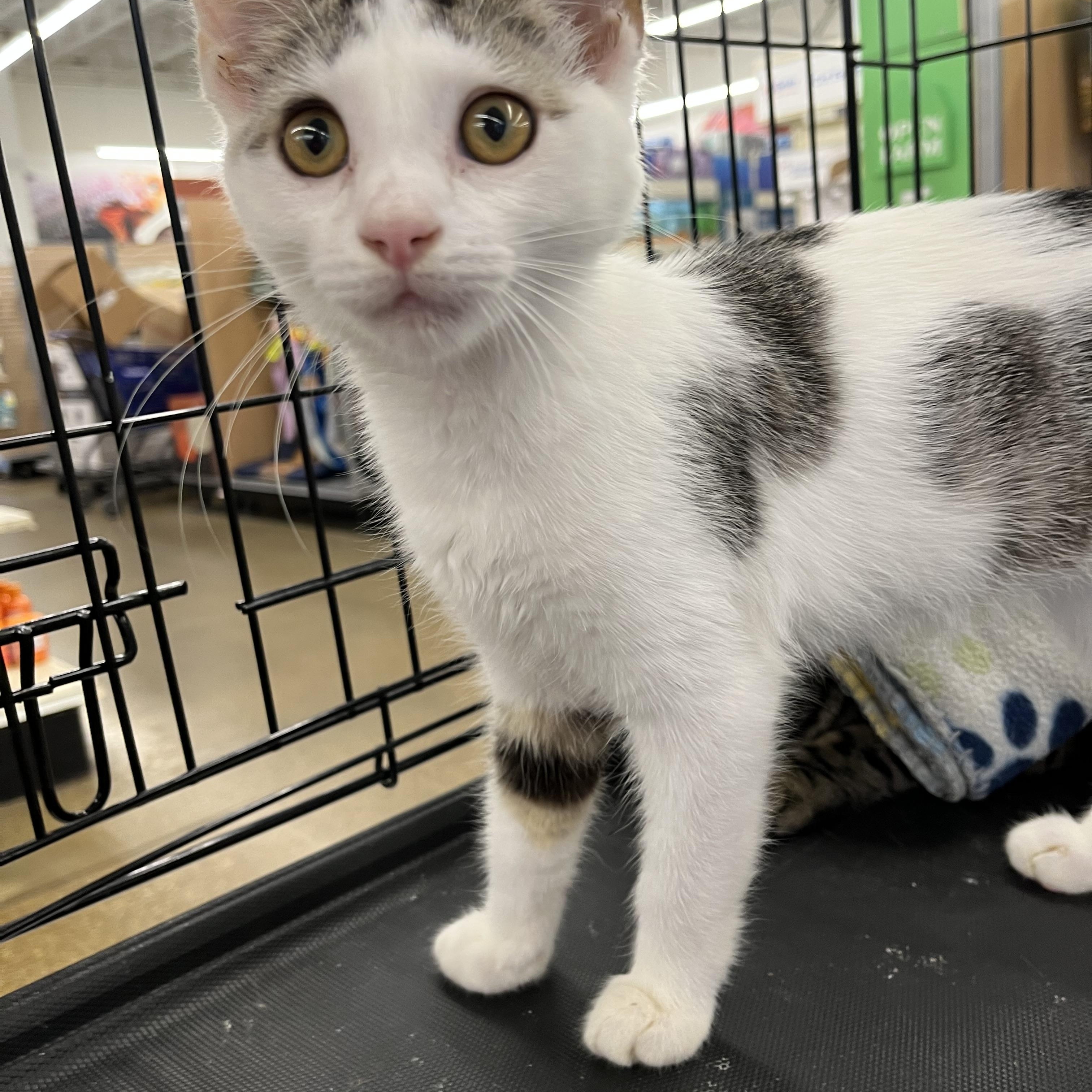 Enlarge Sparky, a ADOPTABLE mixed breed in Massillon, OH image 5/6