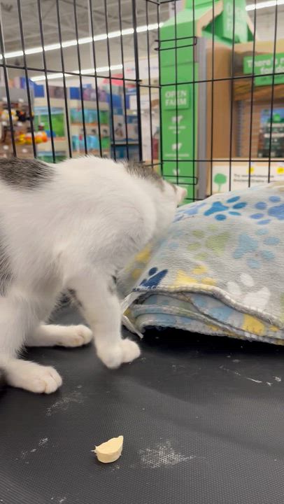 Enlarge Sparky, a ADOPTABLE mixed breed in Massillon, OH video 6/6