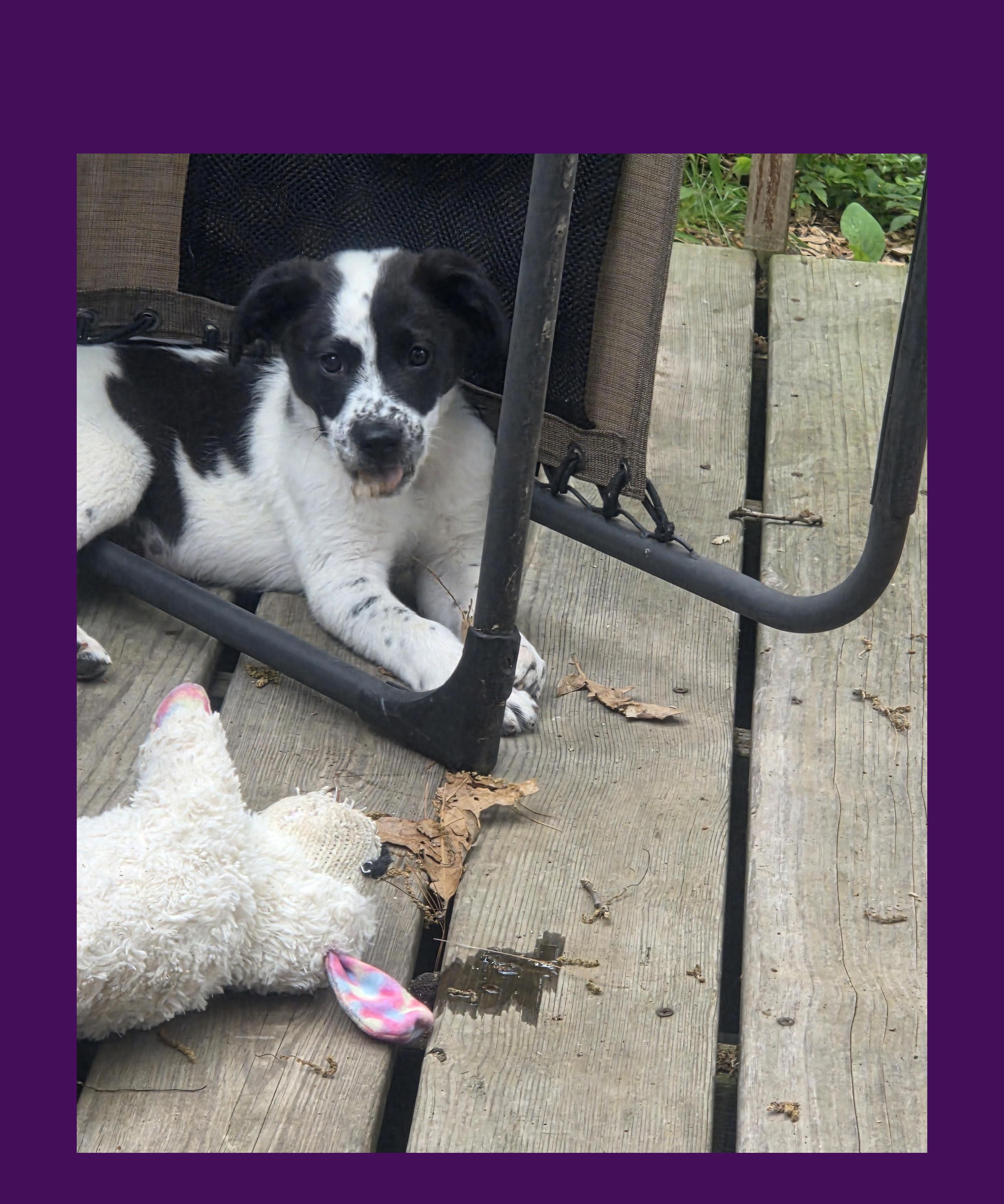 Enlarge Chili, a ADOPTABLE mixed breed in Lake Geneva, WI image 6/6