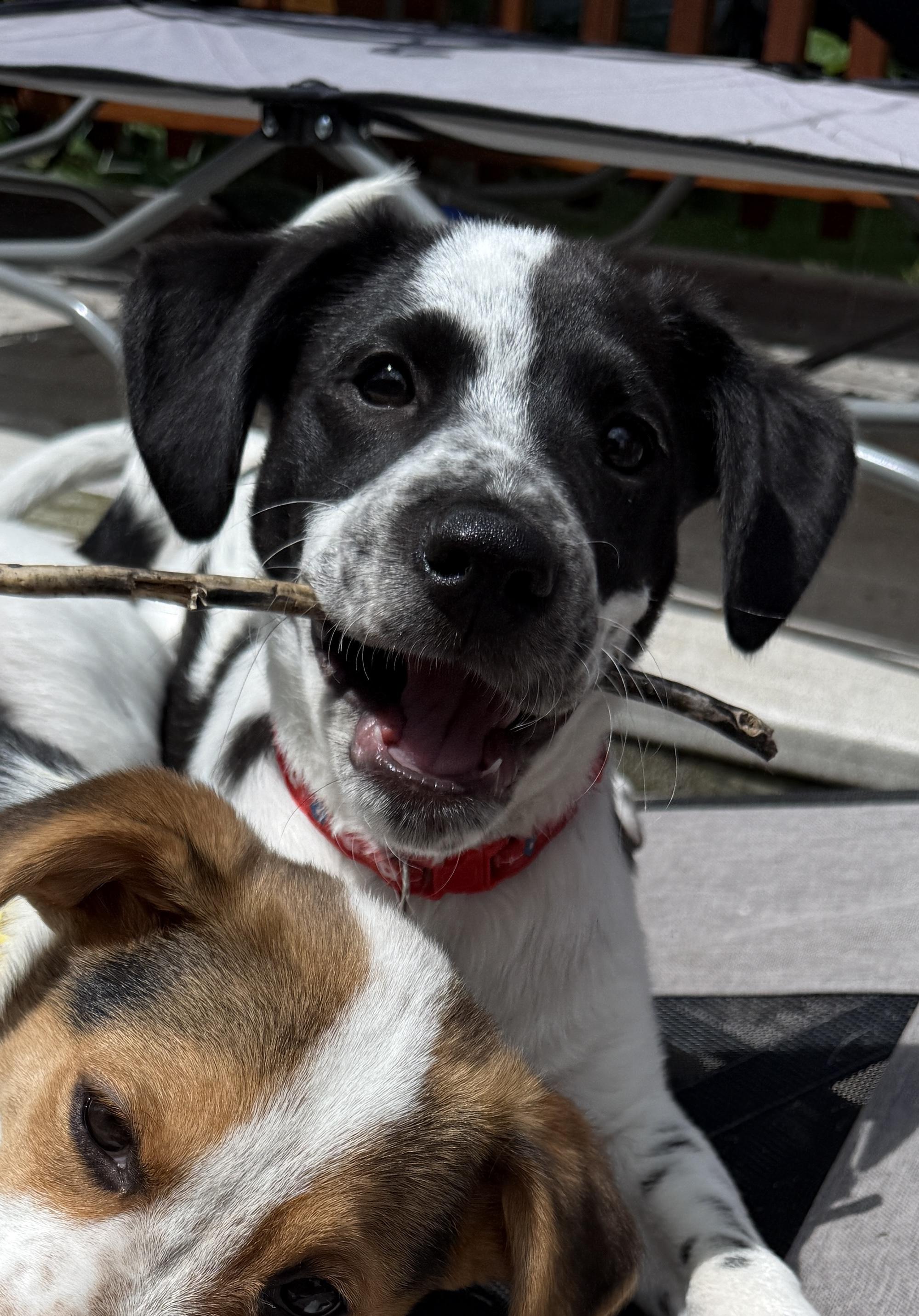 Enlarge Chili, a ADOPTABLE mixed breed in Lake Geneva, WI image 5/6