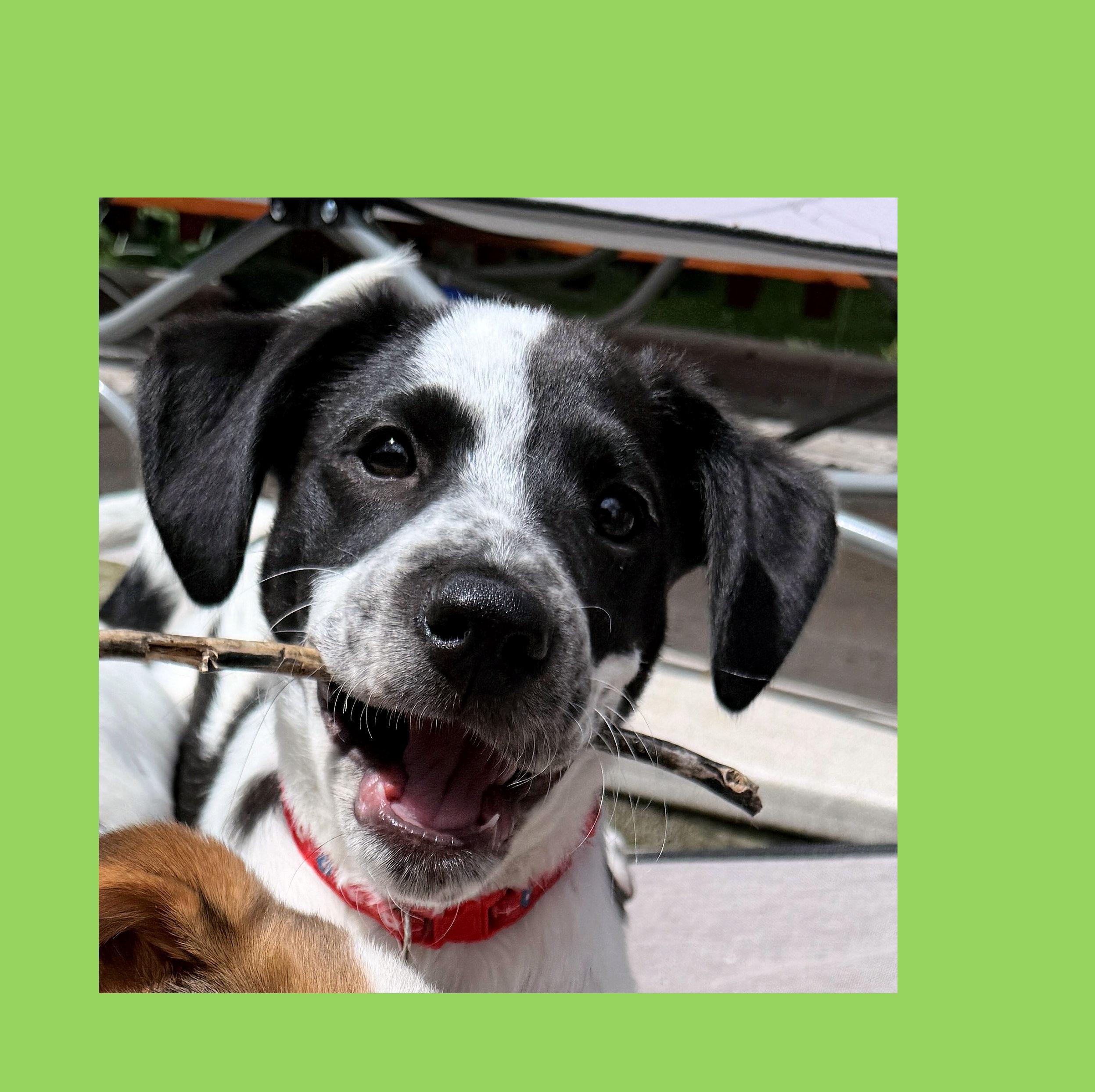 Enlarge Chili, a ADOPTABLE mixed breed in Lake Geneva, WI image 1/6