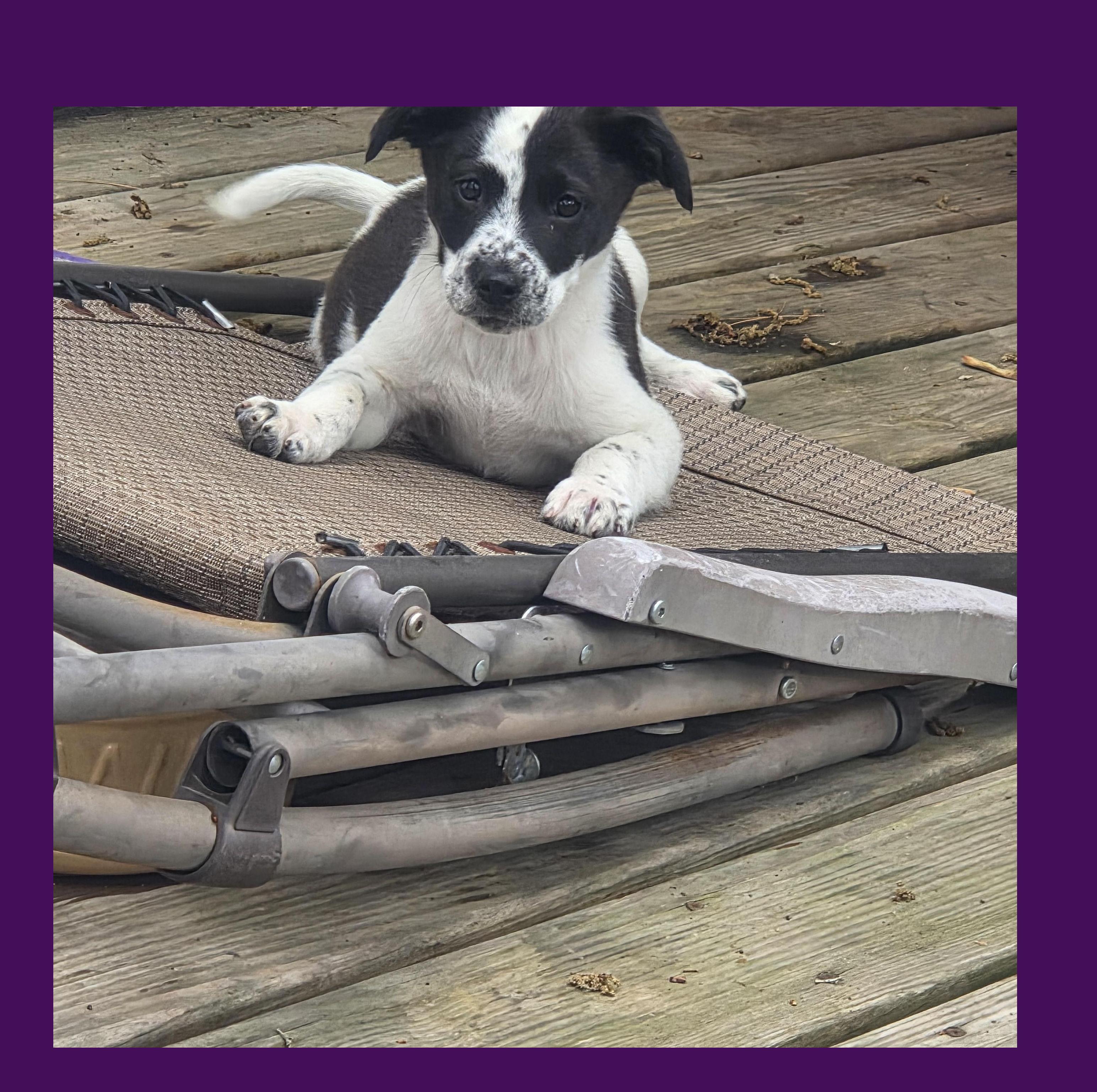 Enlarge Chili, a ADOPTABLE mixed breed in Lake Geneva, WI image 4/6