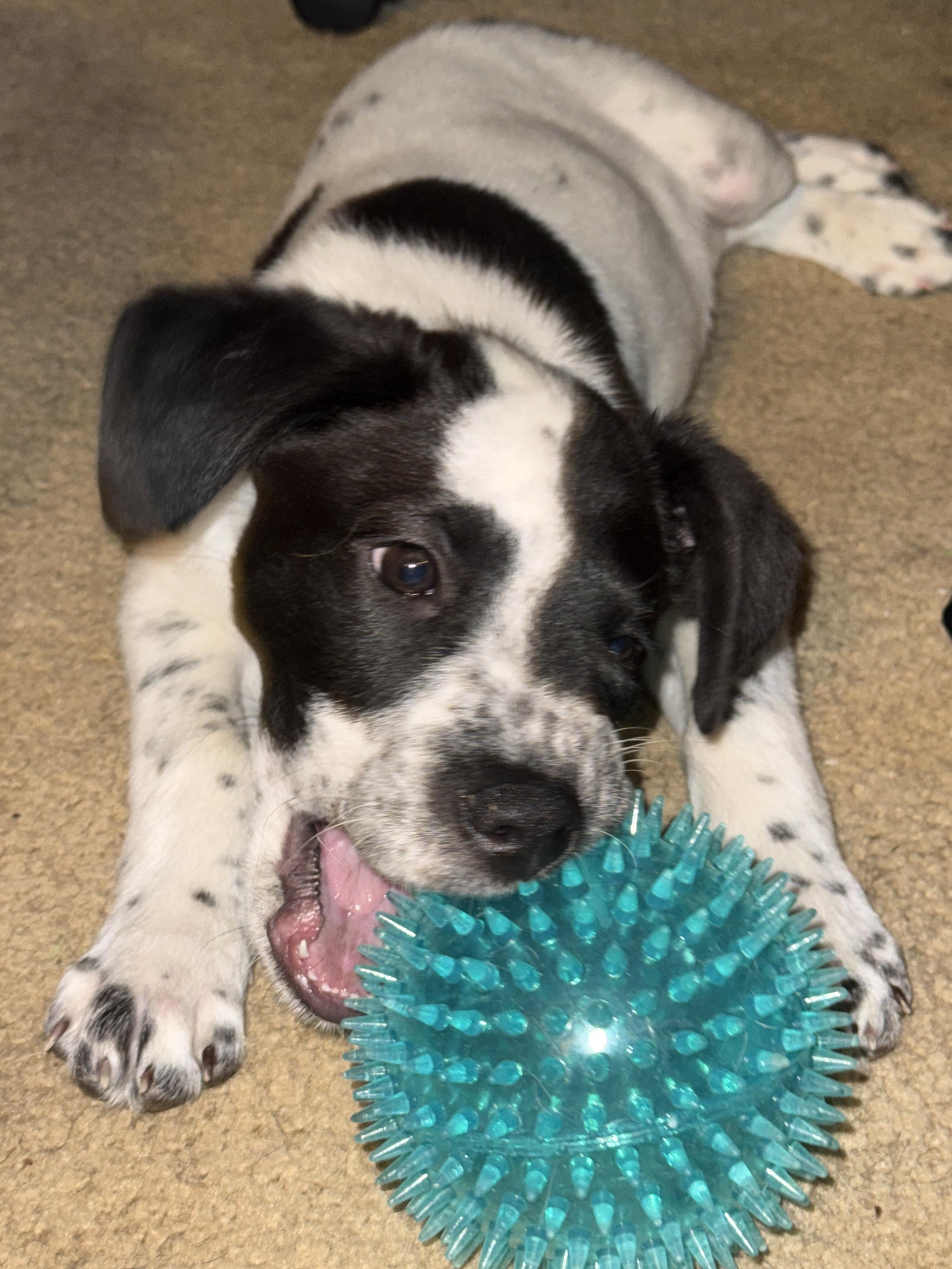 Enlarge Chili, a ADOPTABLE mixed breed in Lake Geneva, WI image 2/6