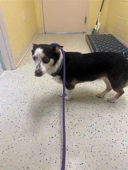 Peppermint, Adoptable, Adult Female Cardigan Welsh Corgi & Mixed Breed.
