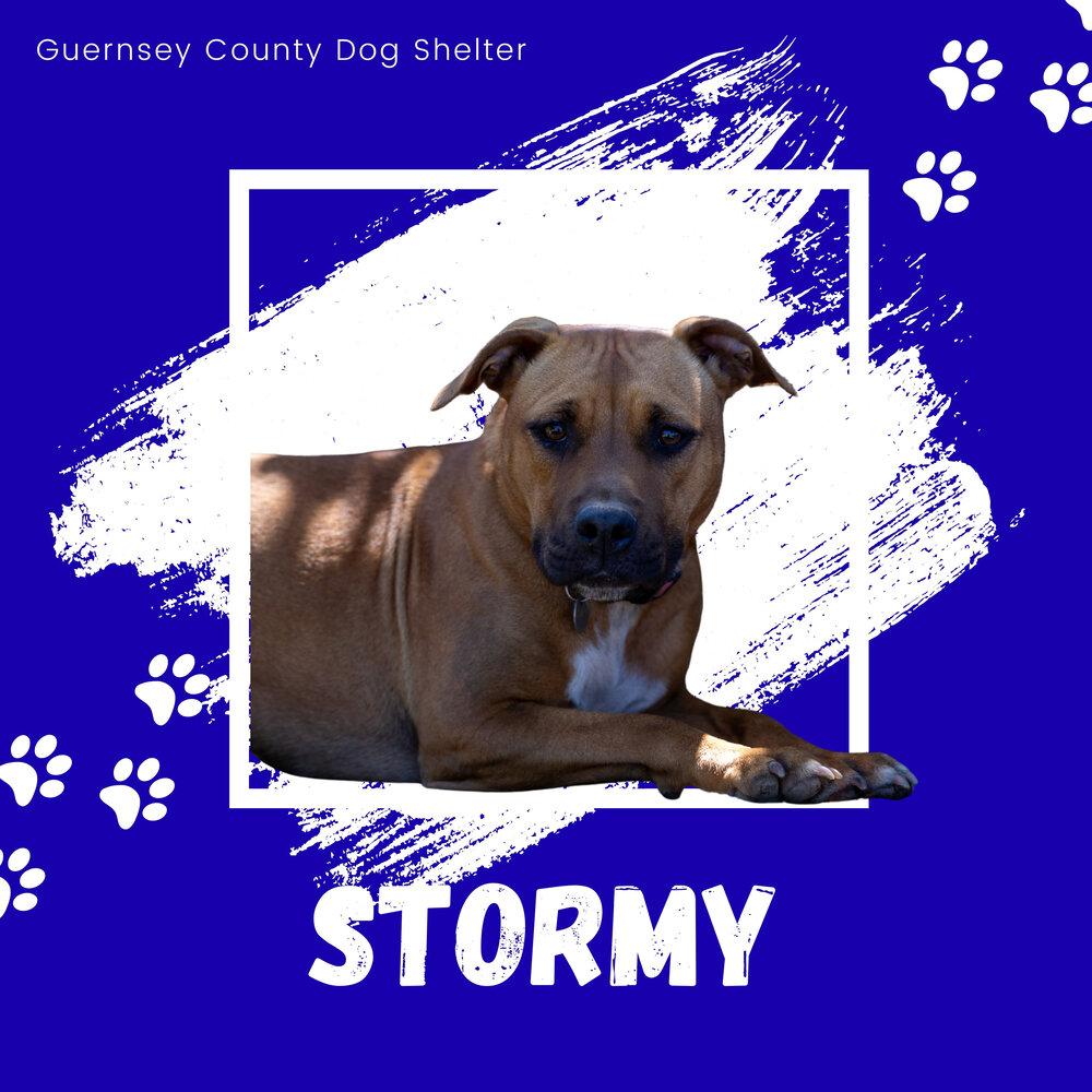 Enlarge Roselle (Stormy) 207-25, an adopted mixed breed in Cambridge, OH image 1/6