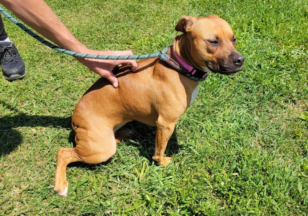 Roselle (Stormy) 207-25, a Adoptable mixed breed in Cambridge, OH image 5/6