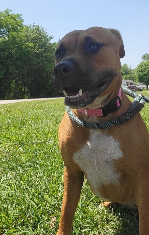 Roselle (Stormy) 207-25, Young Female Boxer