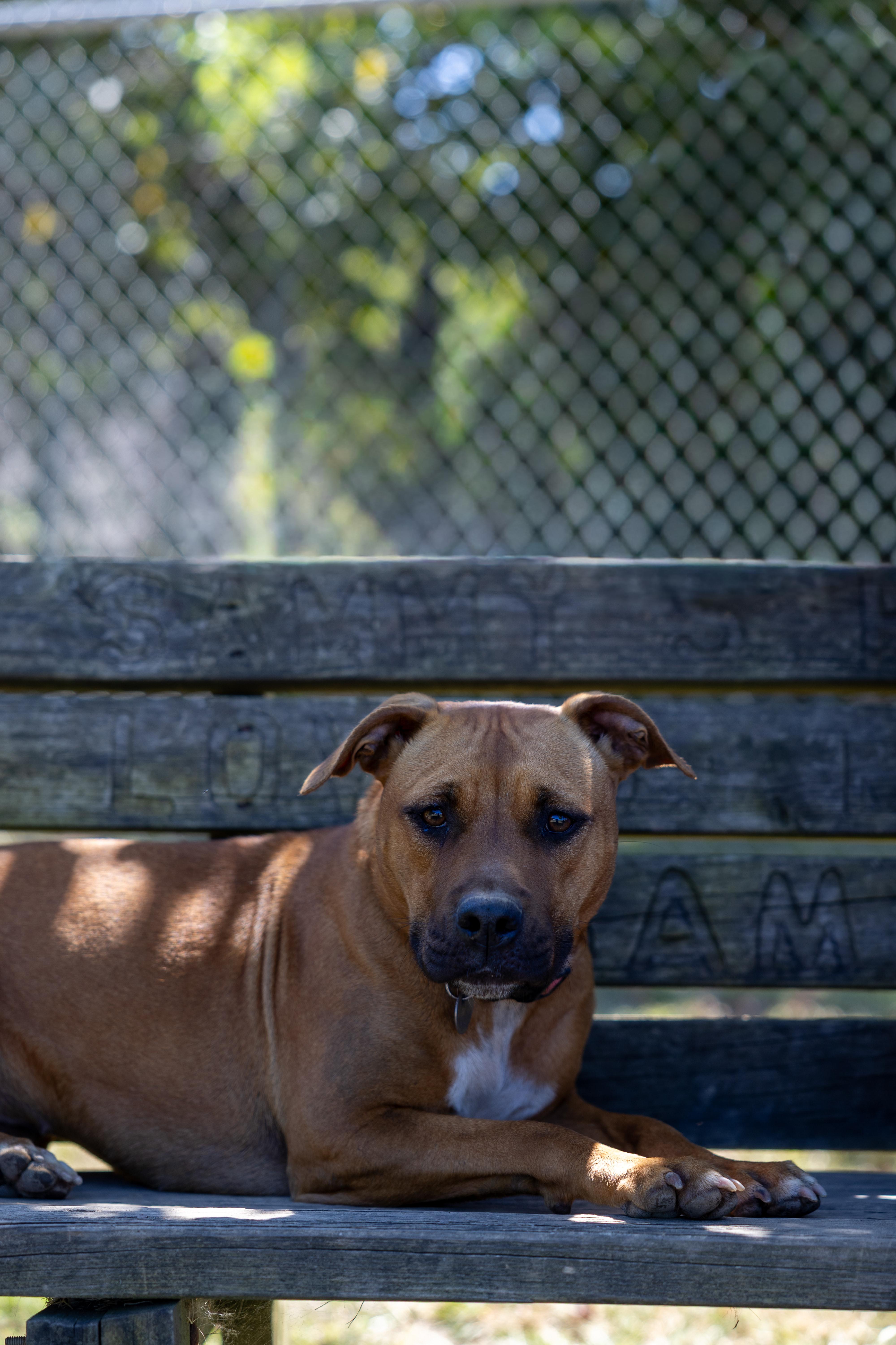 Roselle (Stormy) 207-25, a Adoptable mixed breed in Cambridge, OH image 1/6