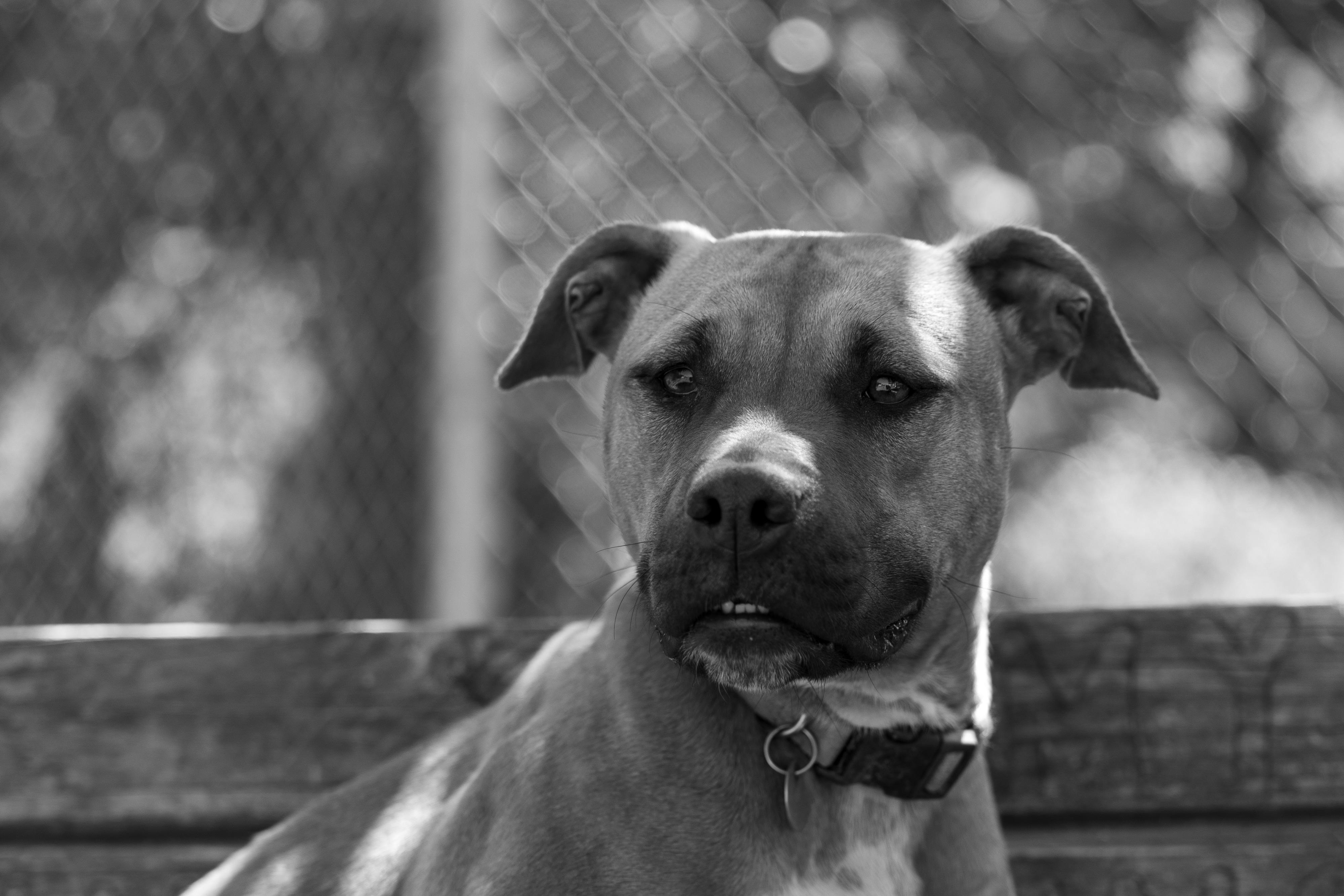 Roselle (Stormy) 207-25