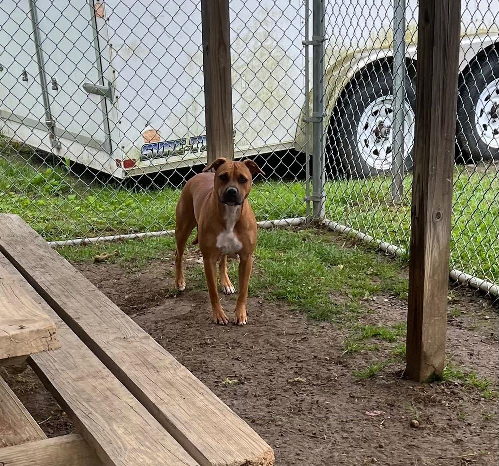 Roselle (Stormy) 207-25, a Adoptable mixed breed in Cambridge, OH image 6/6