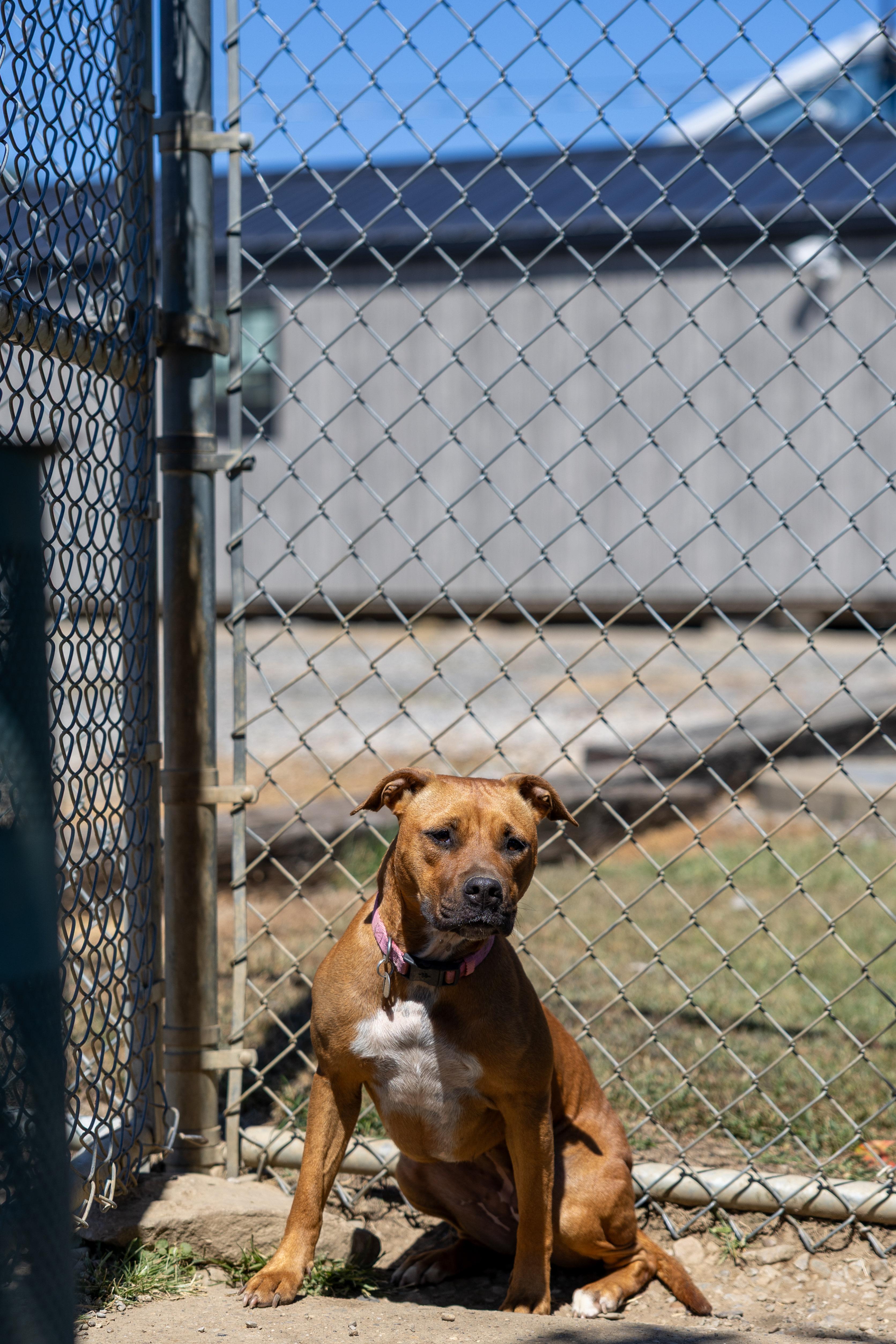 Roselle (Stormy) 207-25, a Adoptable mixed breed in Cambridge, OH image 3/6