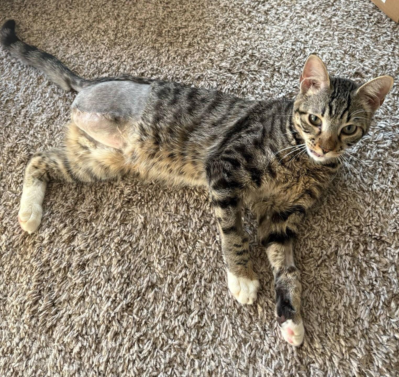 OLLIE, Young Male Domestic Short Hair