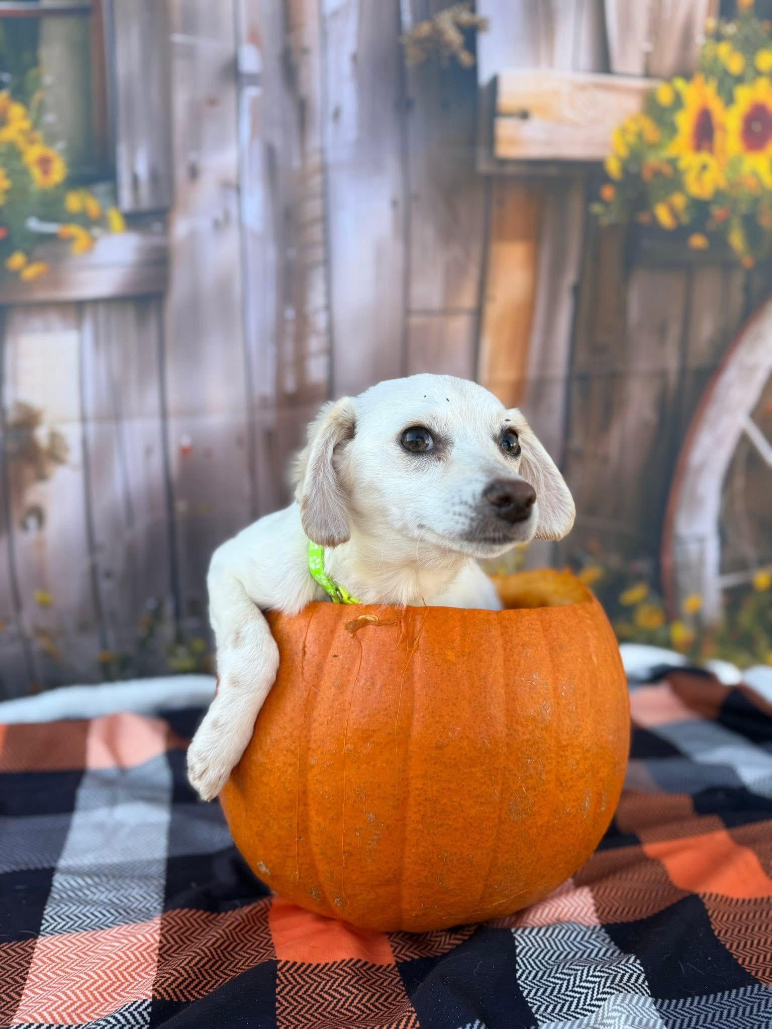 Enlarge Winston, a Adoptable Mixed Breed in Lakeland, GA image 1/1