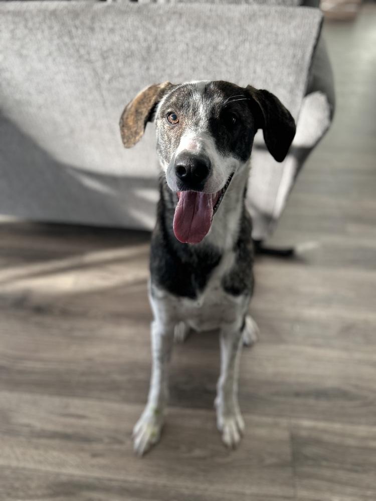 Hammy, Adoptable, Adult Male Labrador Retriever & Catahoula Leopard Dog.