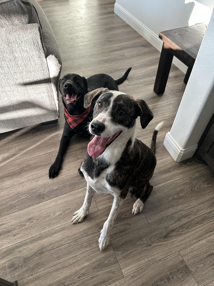 Enlarge Hammy, a Adoptable mixed breed in Sanger, TX image 2/3