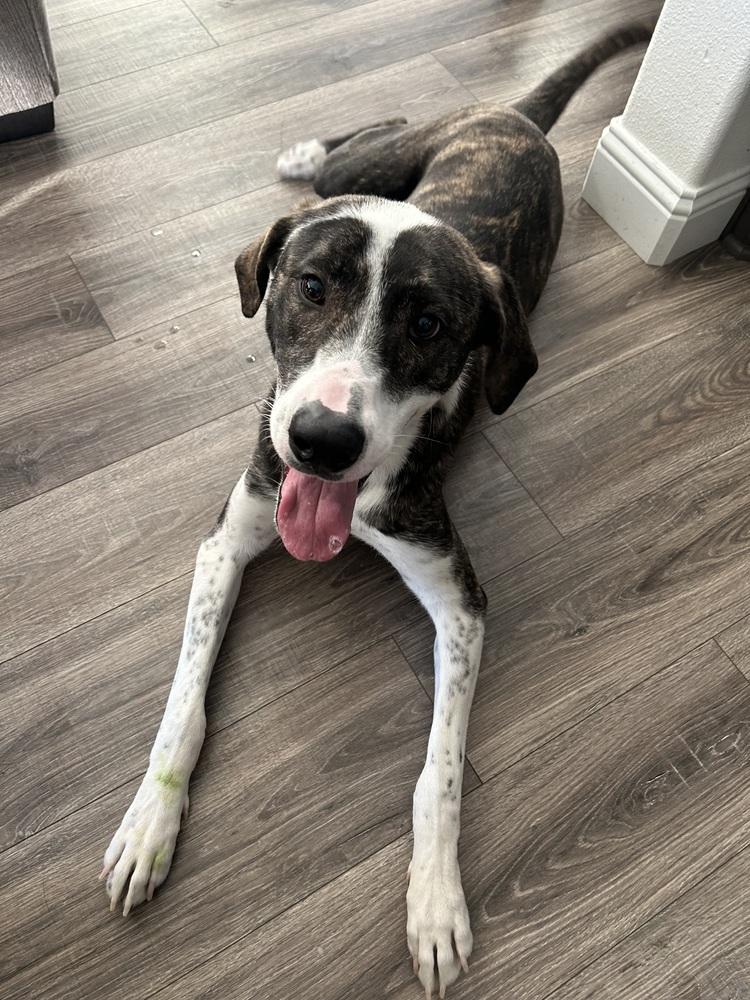 Enlarge Hammy, a Adoptable mixed breed in Sanger, TX image 3/3