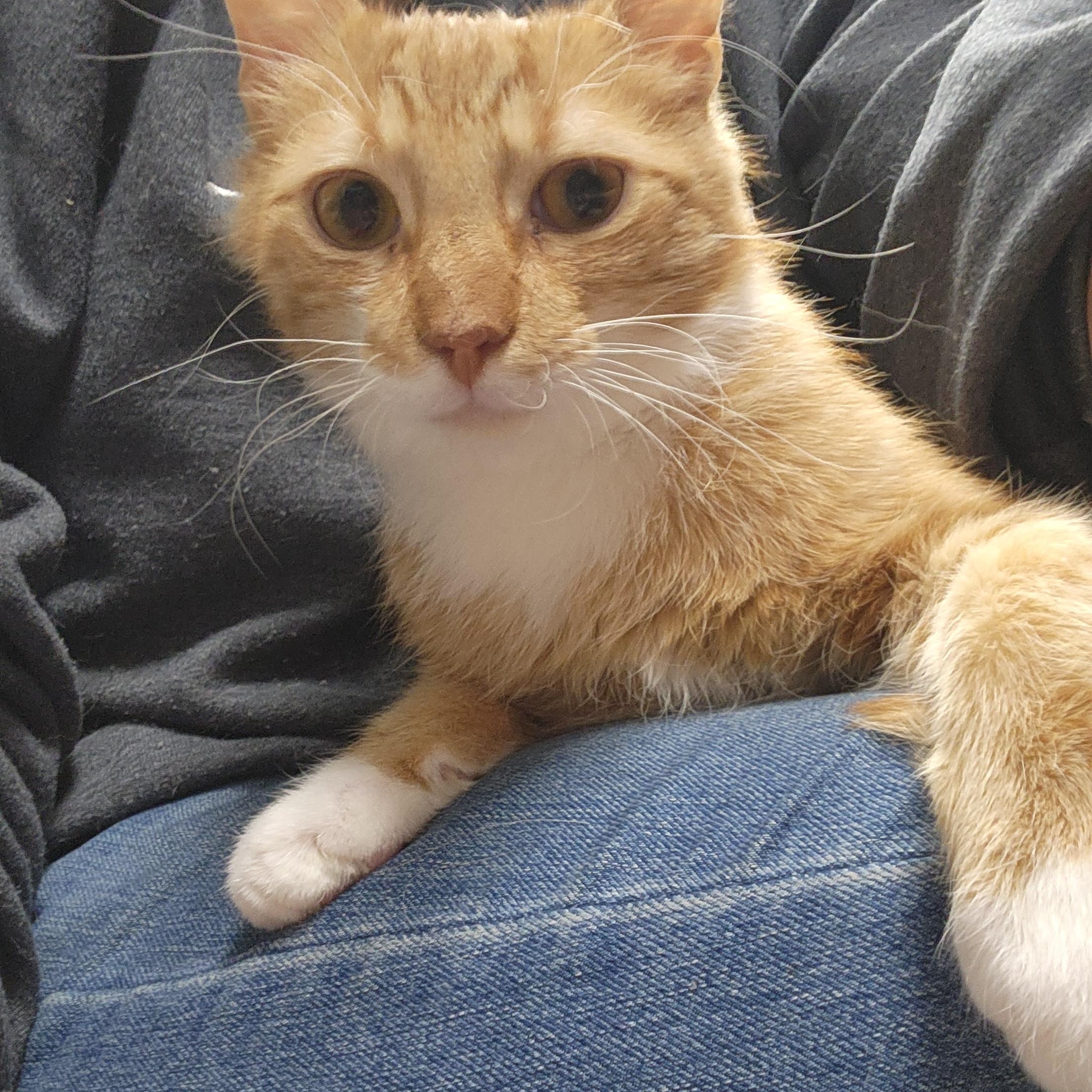 Pumpkin, ADOPTABLE, Young Male Domestic Short Hair.
